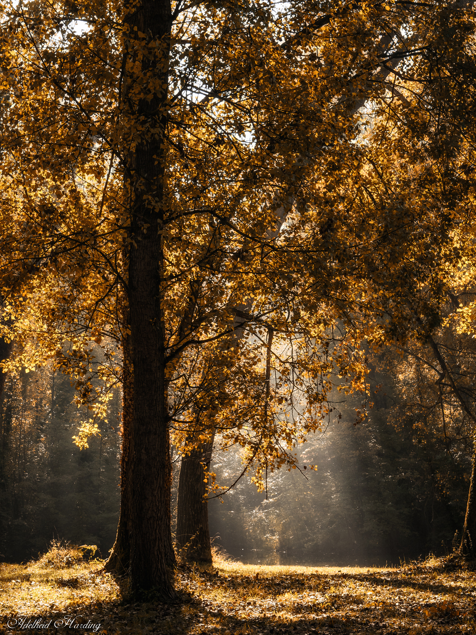 LUMIX G VARIO 35-100/F4.0-5.6 sample photo. Autumnal sun photography