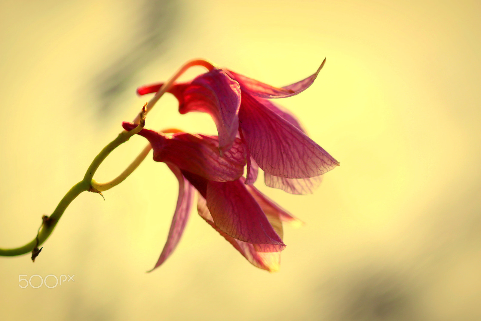 Canon EF 100mm F2.8 Macro USM sample photo. Orchid twins photography