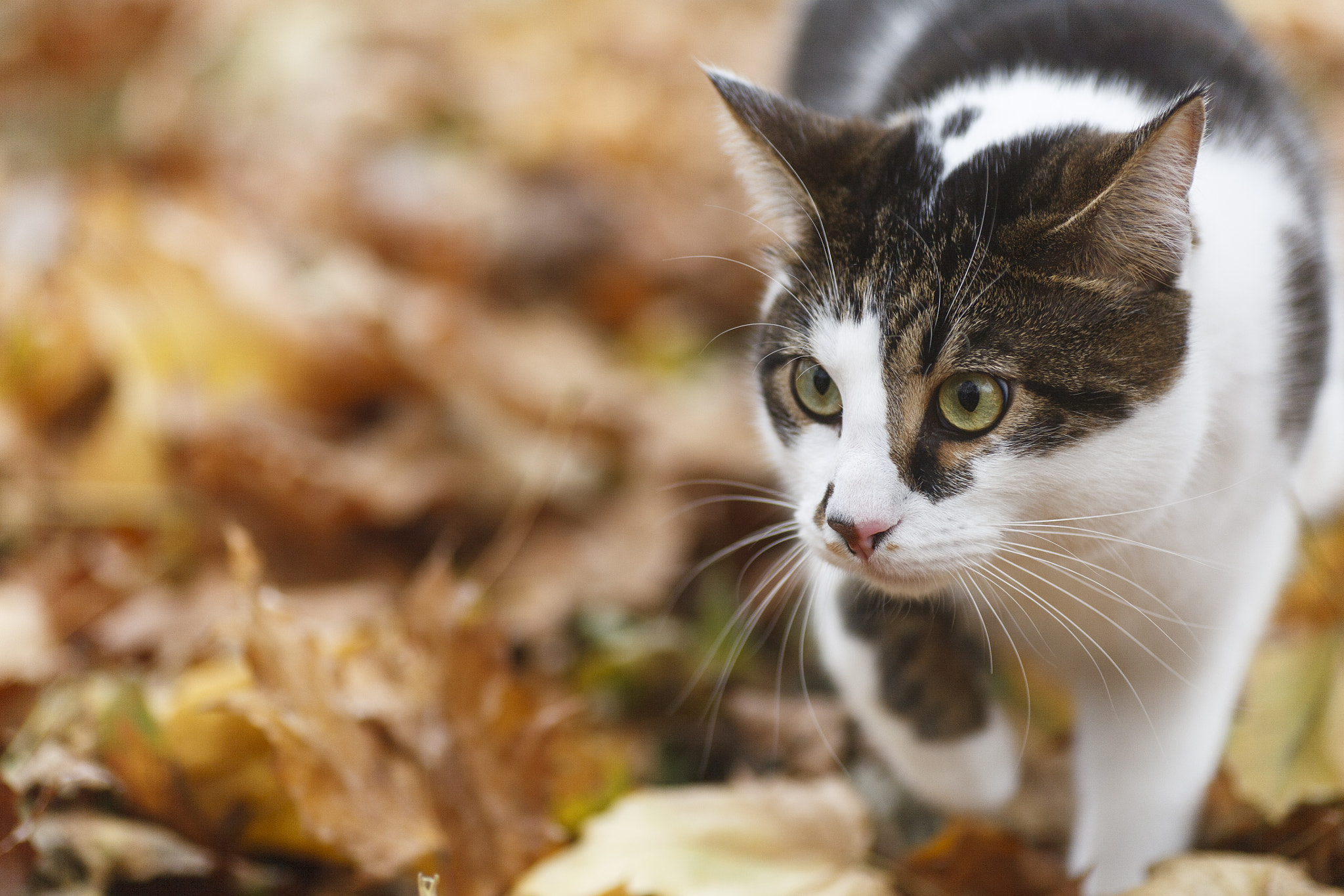 Canon EOS 5D + Tamron SP AF 90mm F2.8 Di Macro sample photo. Cat and autumn photography