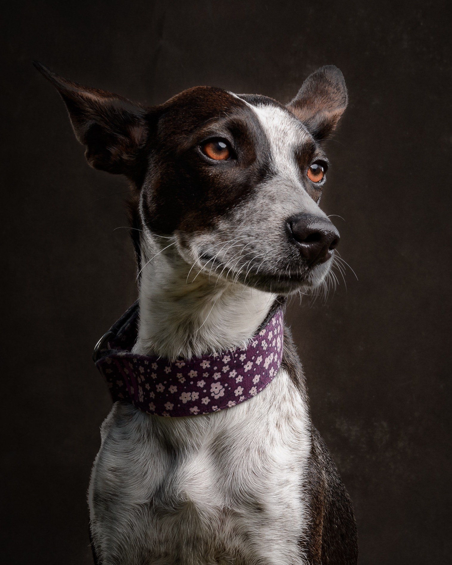 Nikon D800 + Sigma 24-105mm F4 DG OS HSM Art sample photo. Painterly dog portrait photography
