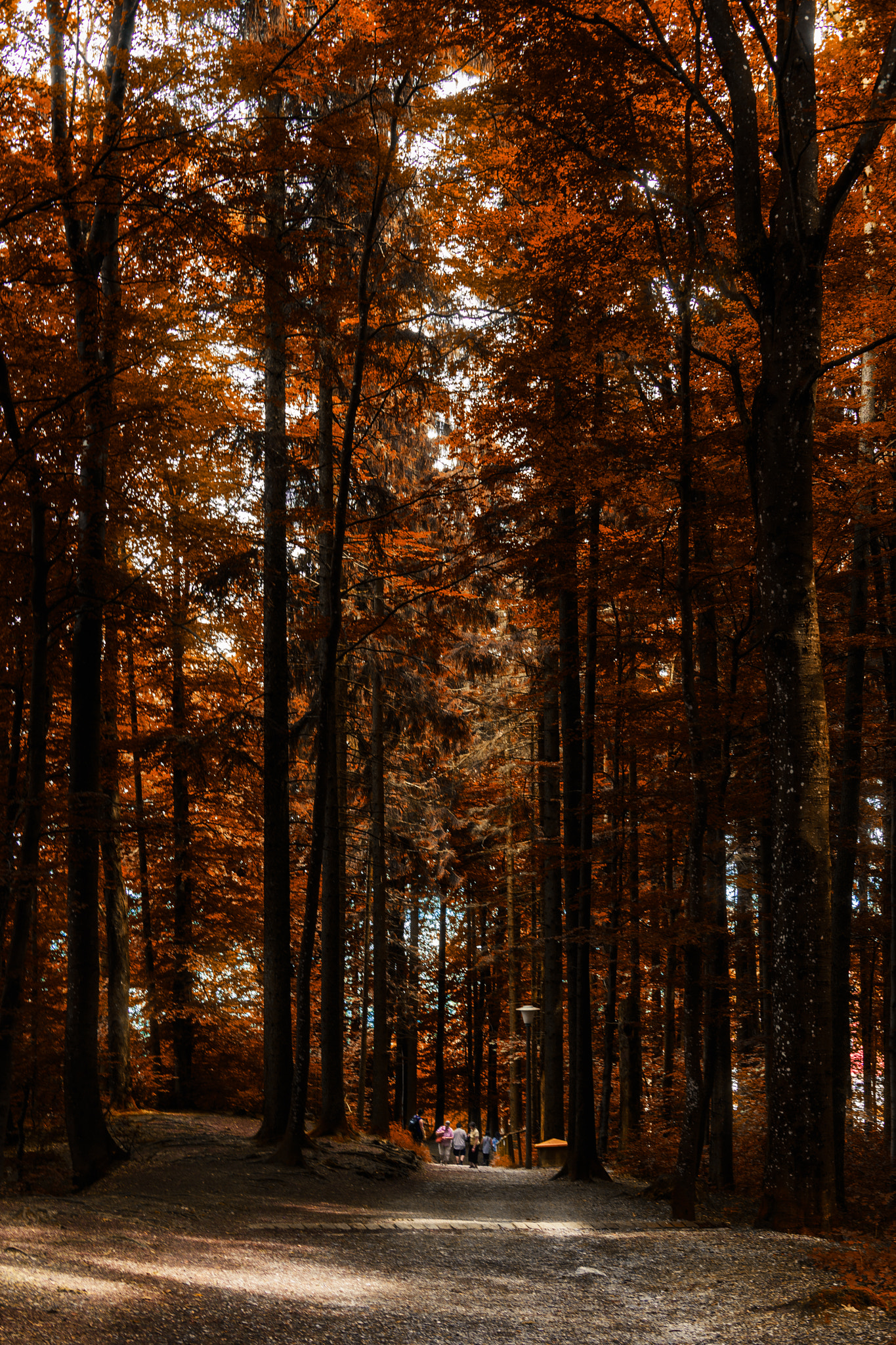 Nikon D5 sample photo. Autumn colours photography