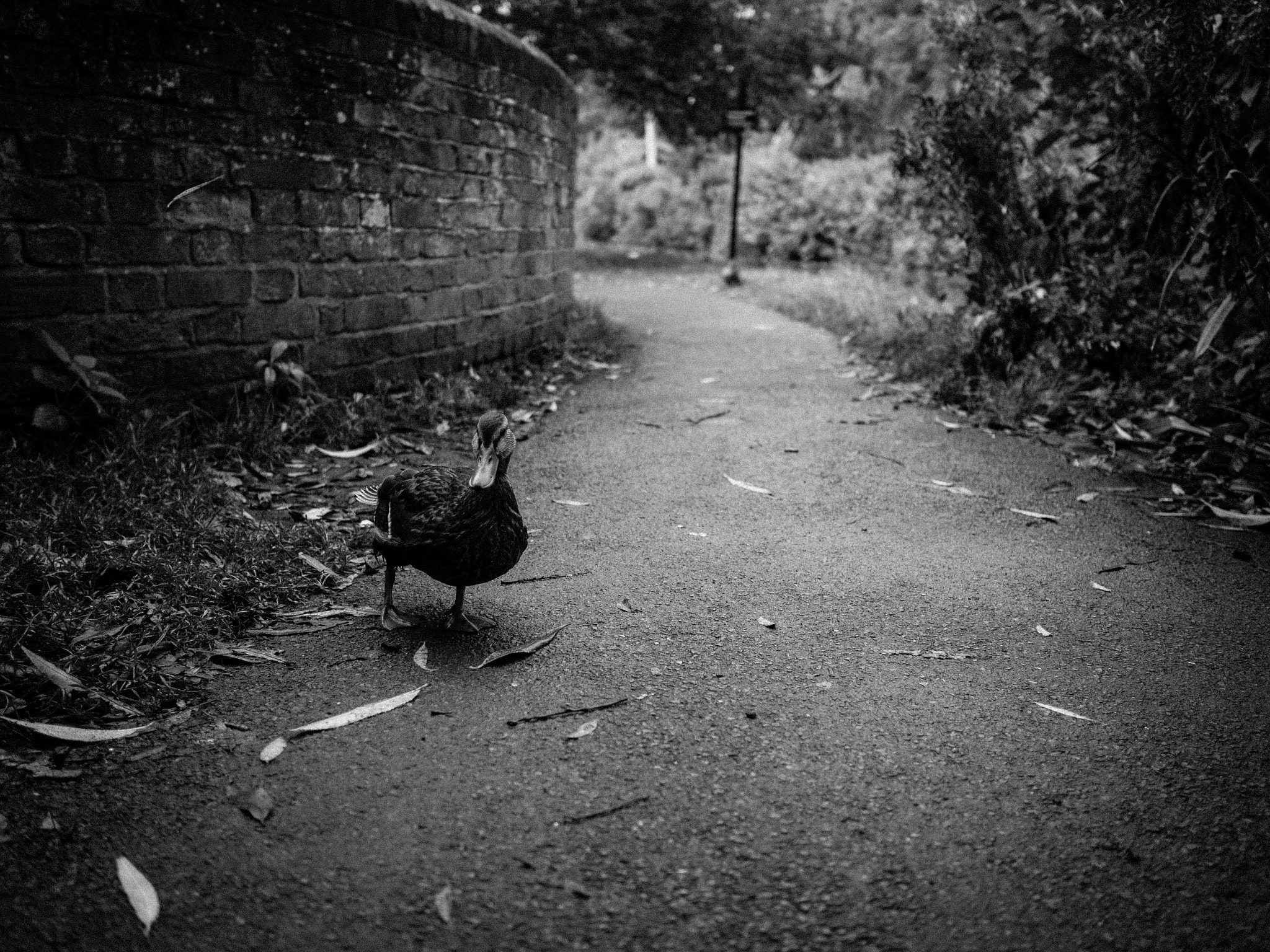 Olympus OM-D E-M10 + Olympus M.Zuiko Digital 17mm F1.8 sample photo. Duck photography