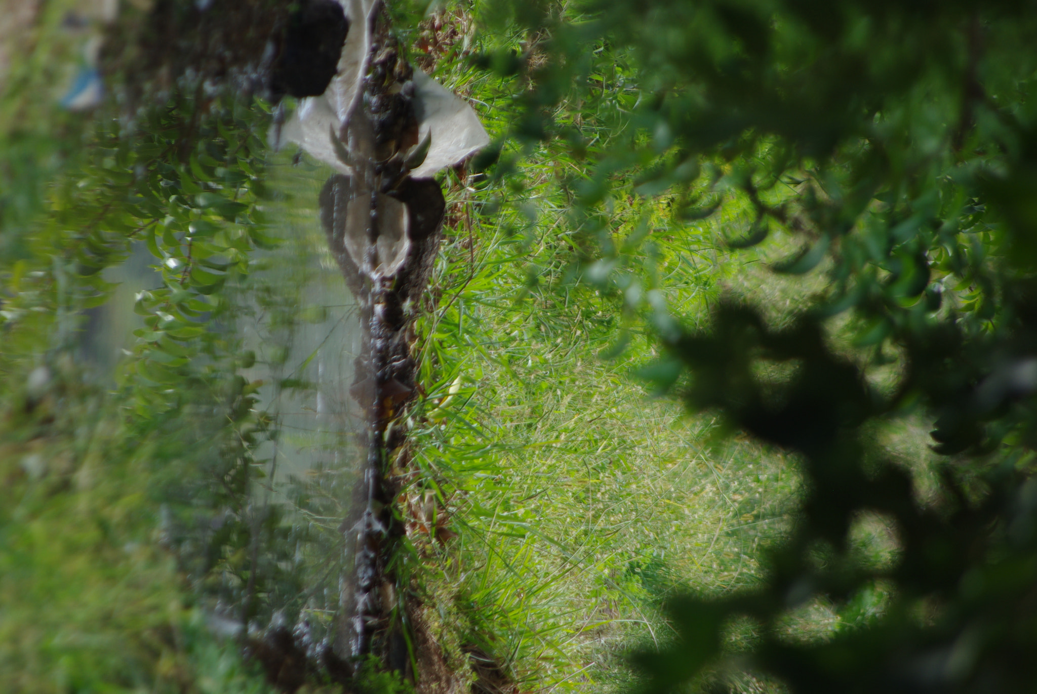 Pentax smc DA 55-300mm F4.0-5.8 ED sample photo. 29728564644.jpg photography