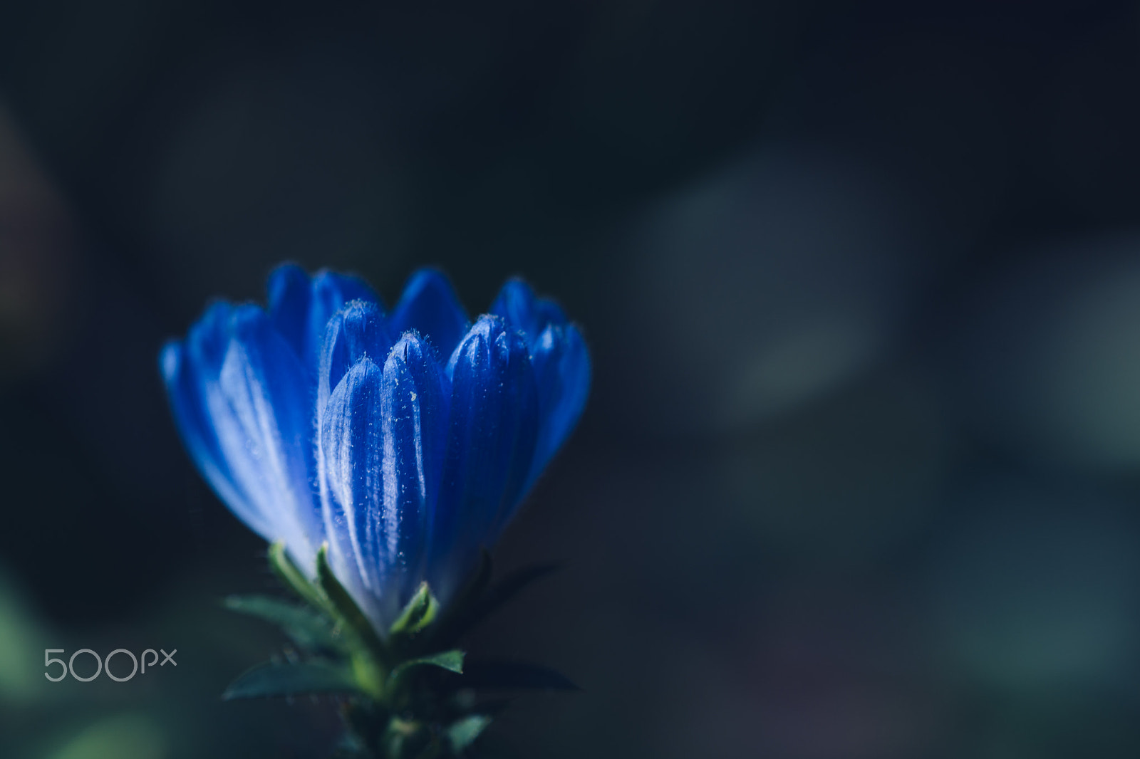 Nikon AF-S DX Micro-Nikkor 85mm F3.5G ED VR sample photo. Blue // 蒼 photography