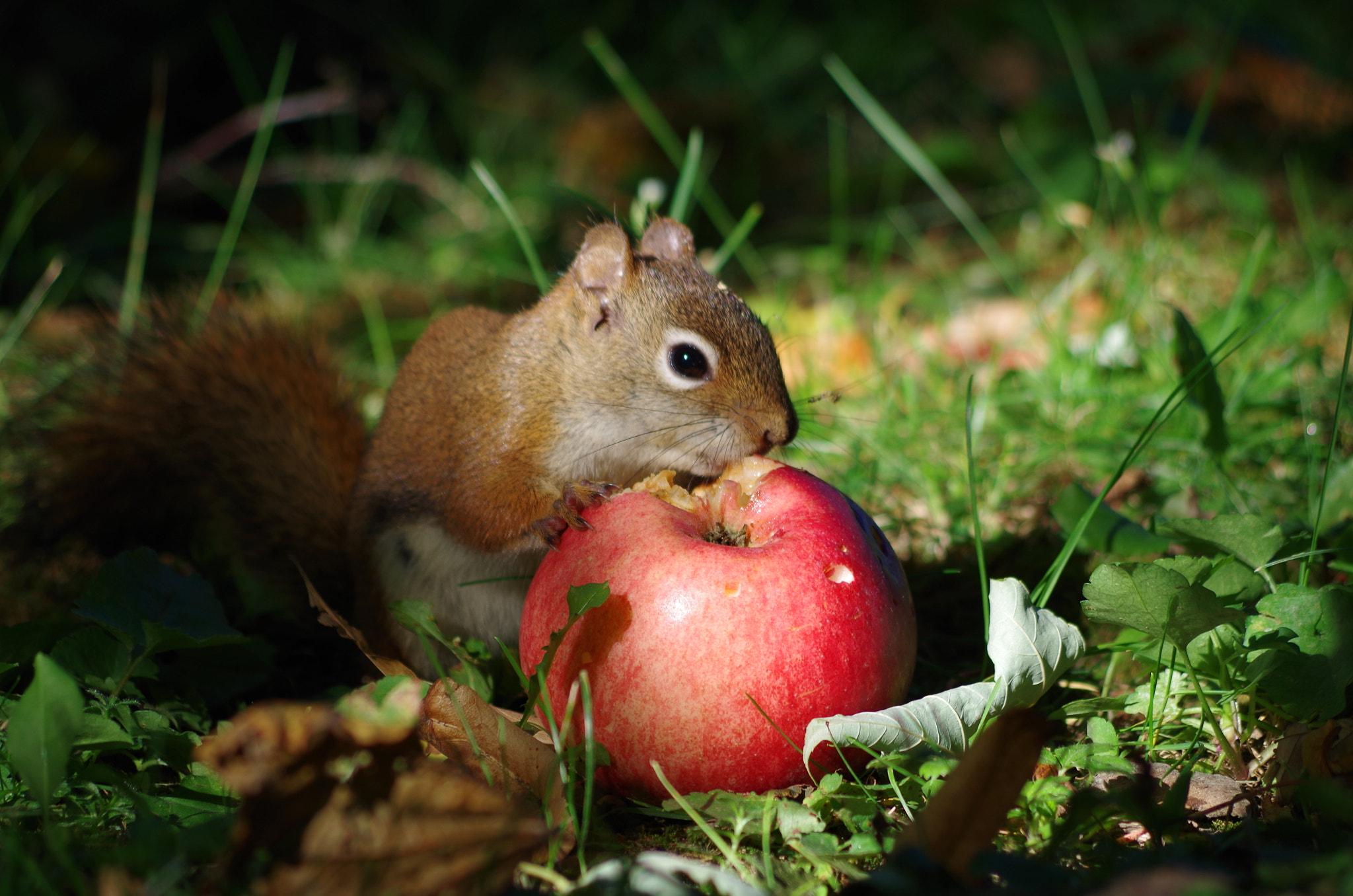 Pentax K-500 sample photo. The squirrel and the apple photography