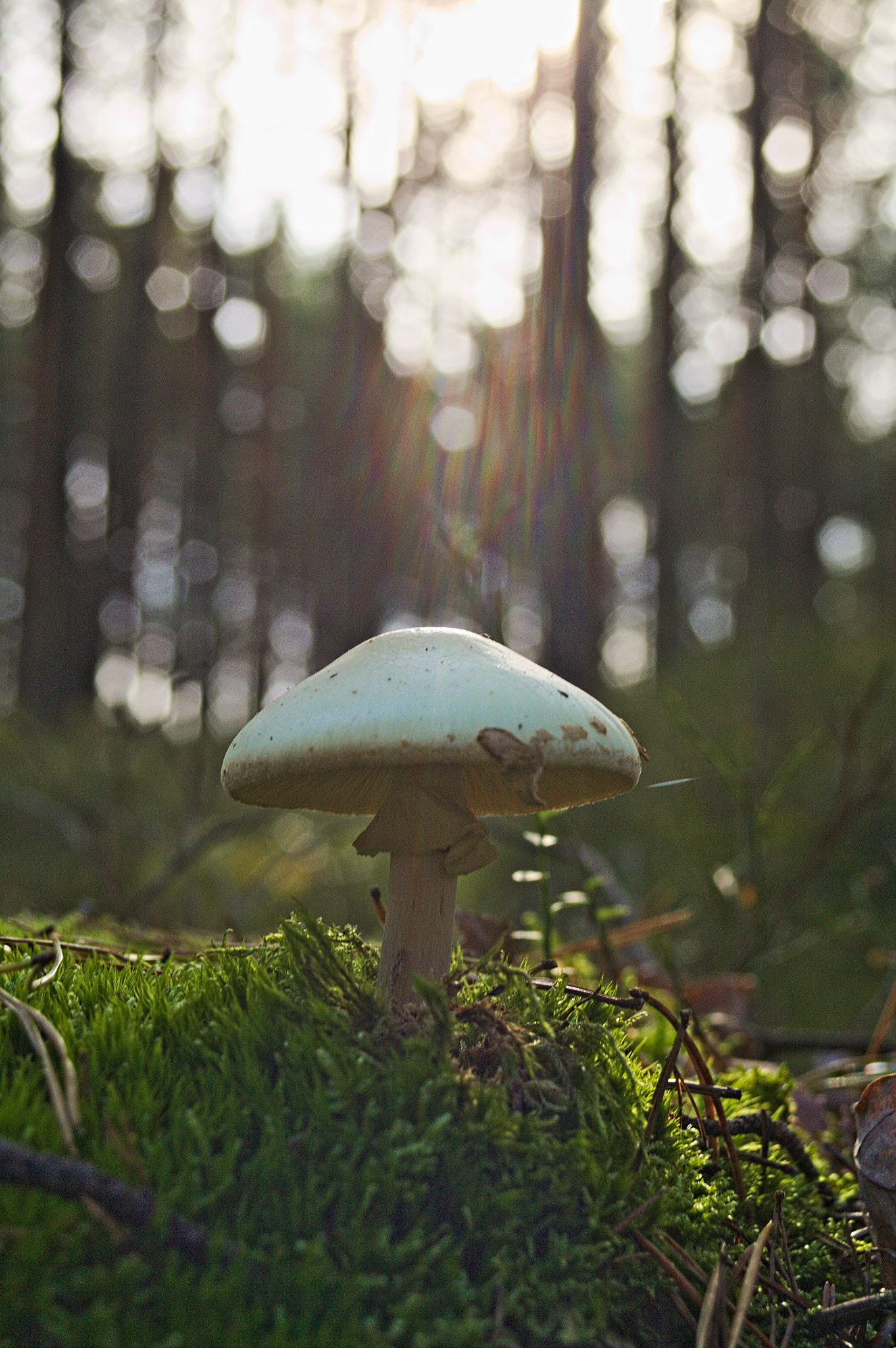 Canon EF 28-80mm f/3.5-5.6 sample photo. Mashroom photography