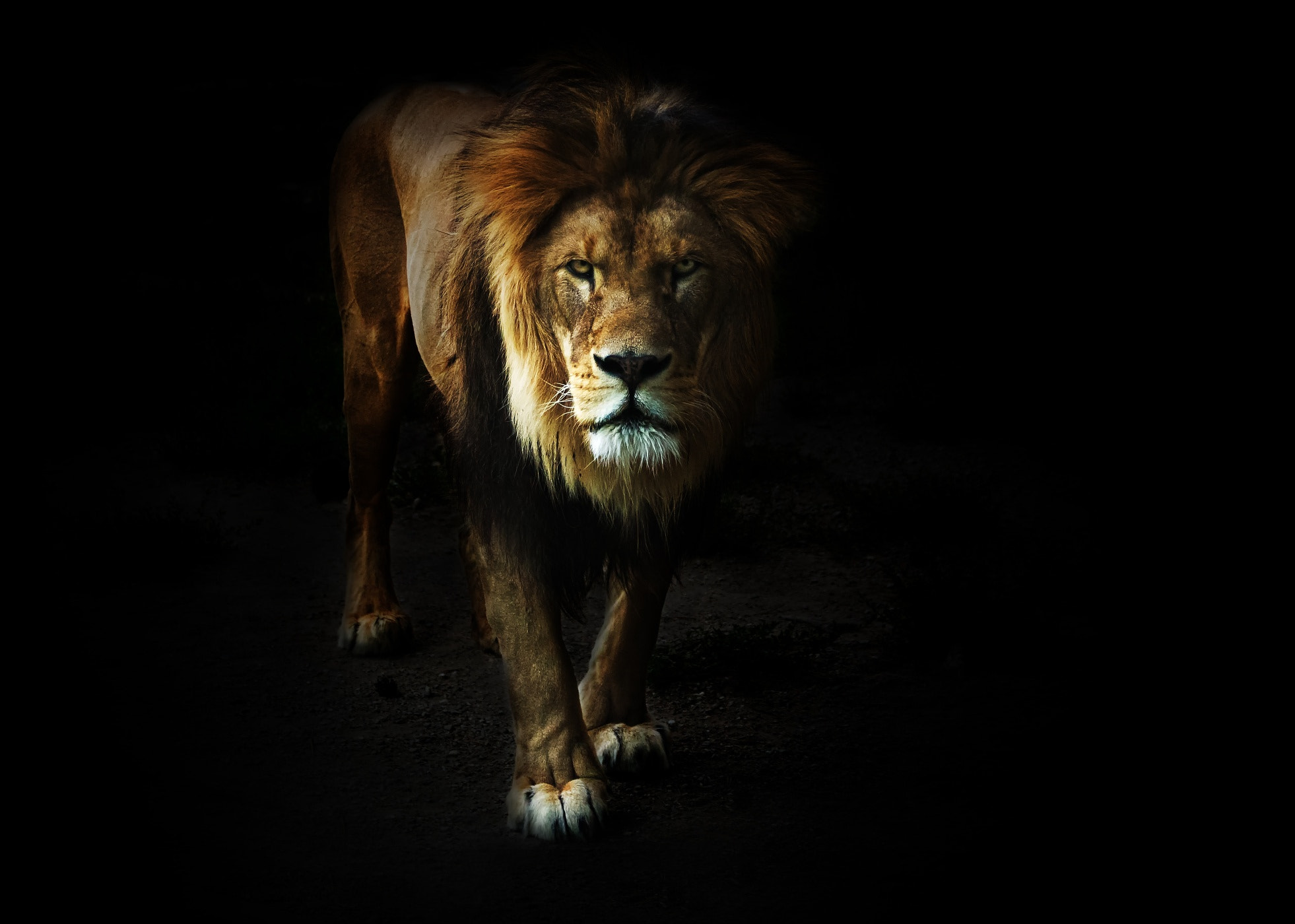 Canon EOS 100D (EOS Rebel SL1 / EOS Kiss X7) sample photo. Lion photography