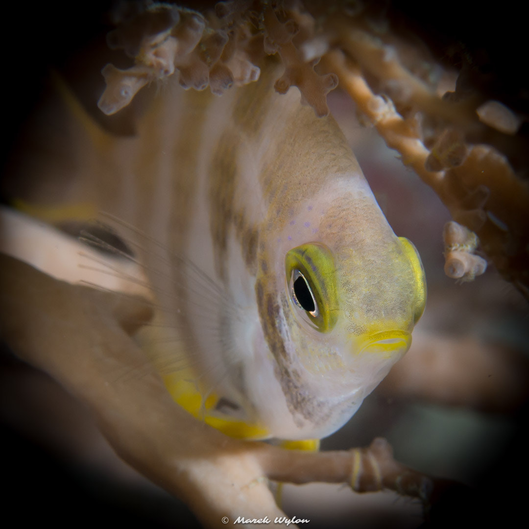 Nikon AF-S Micro-Nikkor 60mm F2.8G ED sample photo. Coral bream | palau | 2015.04.28 photography