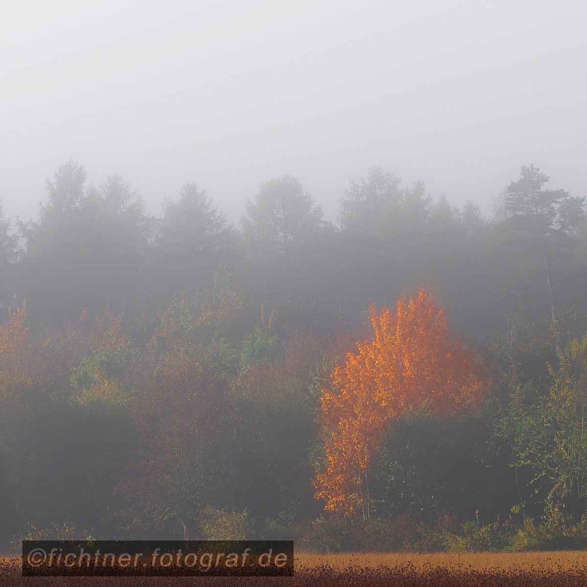 Nikon AF-S Nikkor 70-200mm F2.8G ED VR II sample photo. Colors of herbst photography