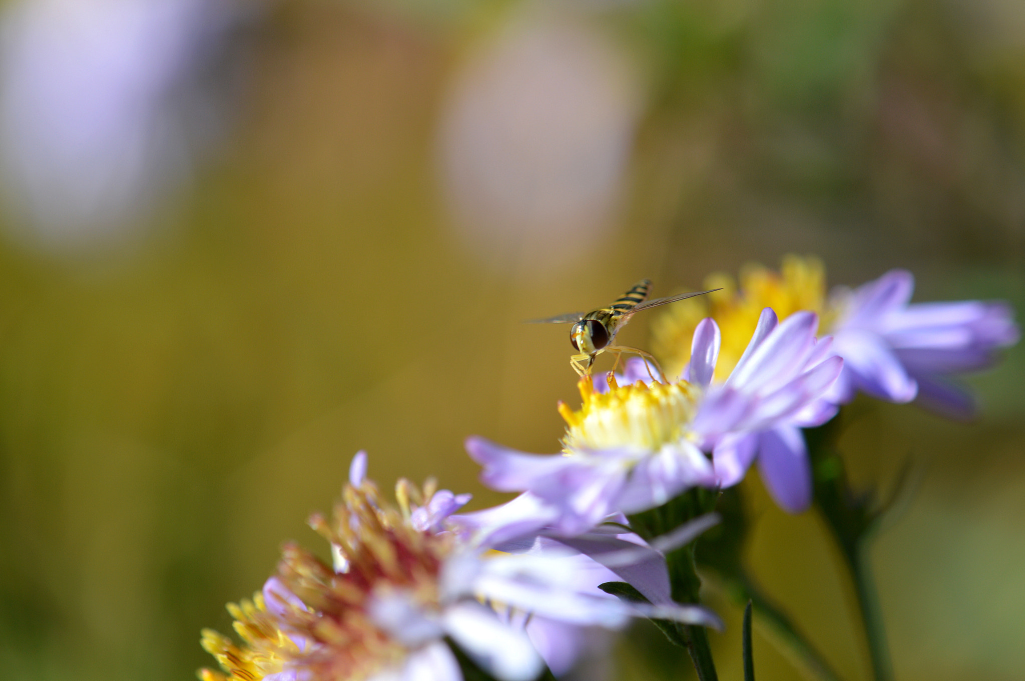 Nikon AF-S DX Micro-Nikkor 85mm F3.5G ED VR sample photo. Syrphe photography