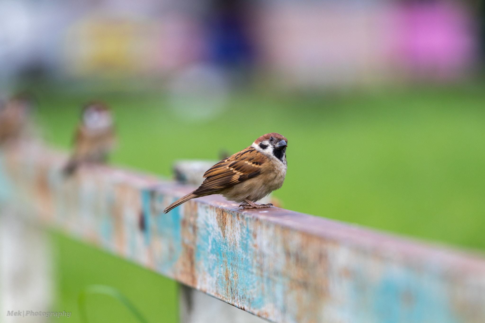 Canon EOS 80D + Canon EF 70-200mm F4L USM sample photo. Eurasian tree sparrow photography