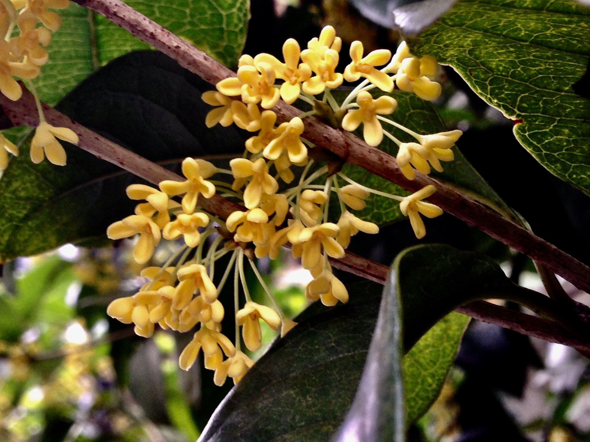 Apple iPhone5,2 sample photo. Sweet-scented osmanthus 银桂 photography