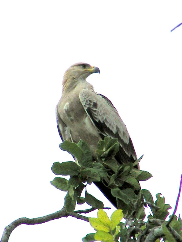KONICA MINOLTA DiMAGE Z1 sample photo. Tanzanie - aigle africain photography