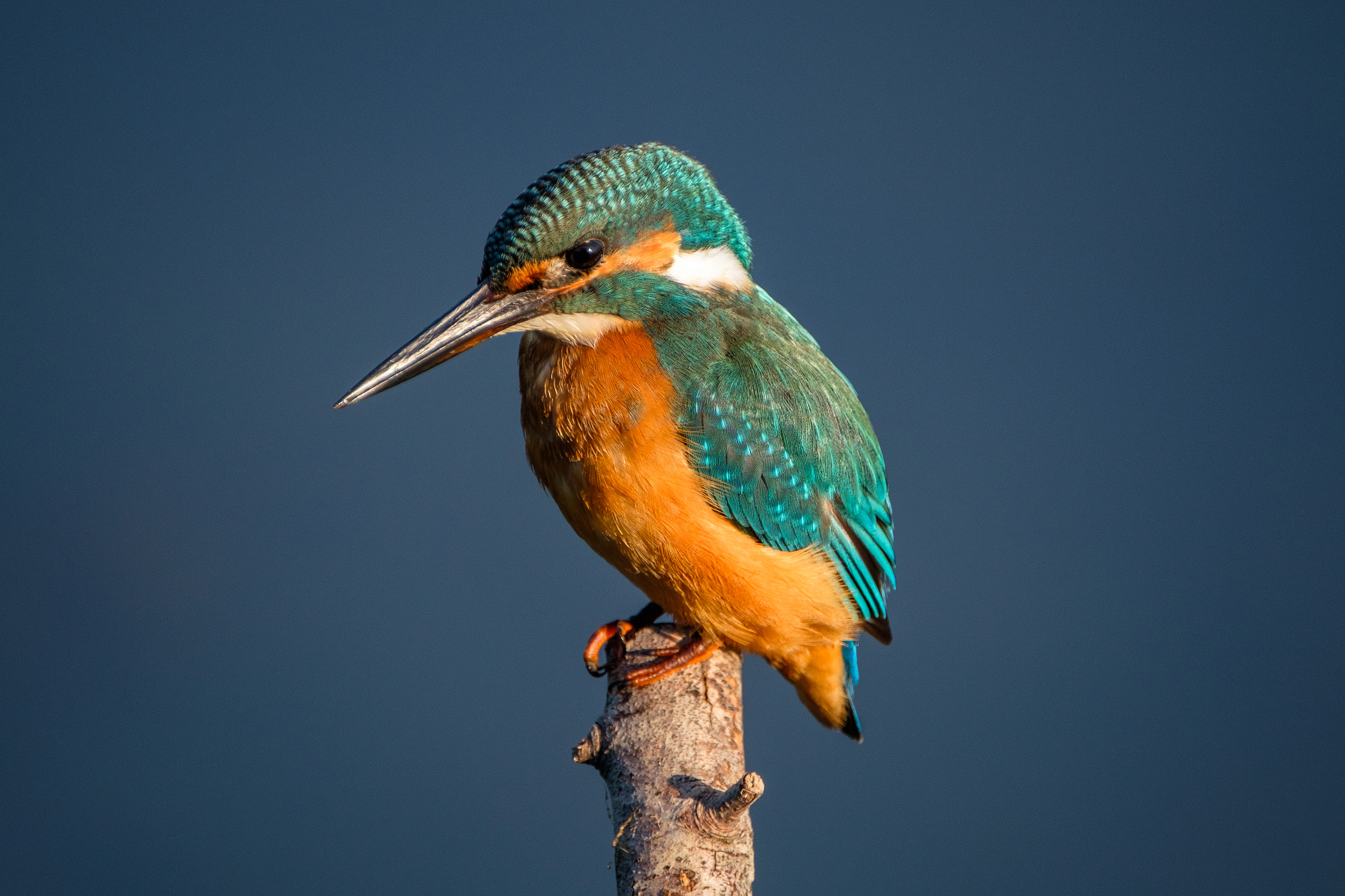 XF100-400mmF4.5-5.6 R LM OIS WR + 1.4x sample photo. Kingfisher photography