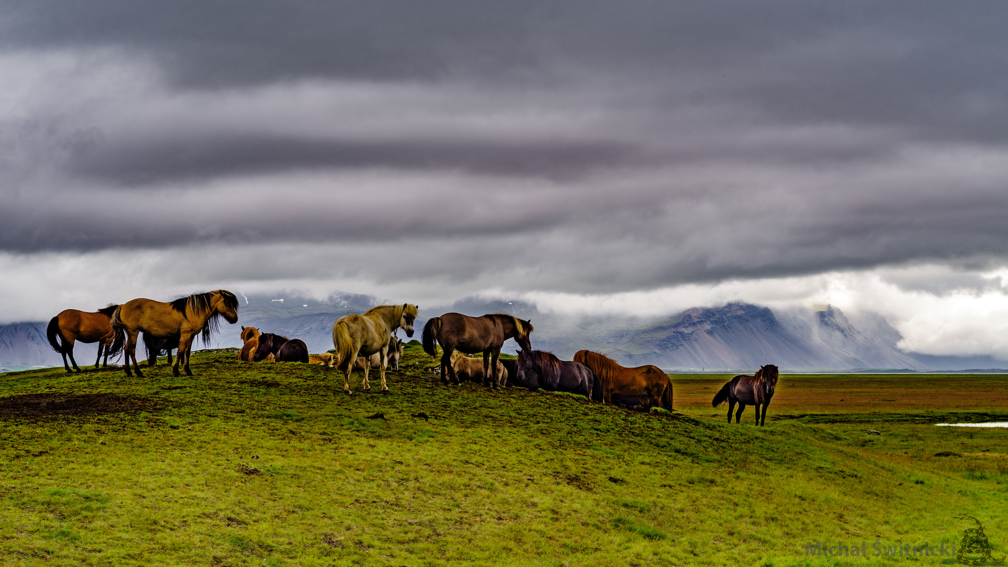 Pentax K-1 sample photo. Icelandic horses photography