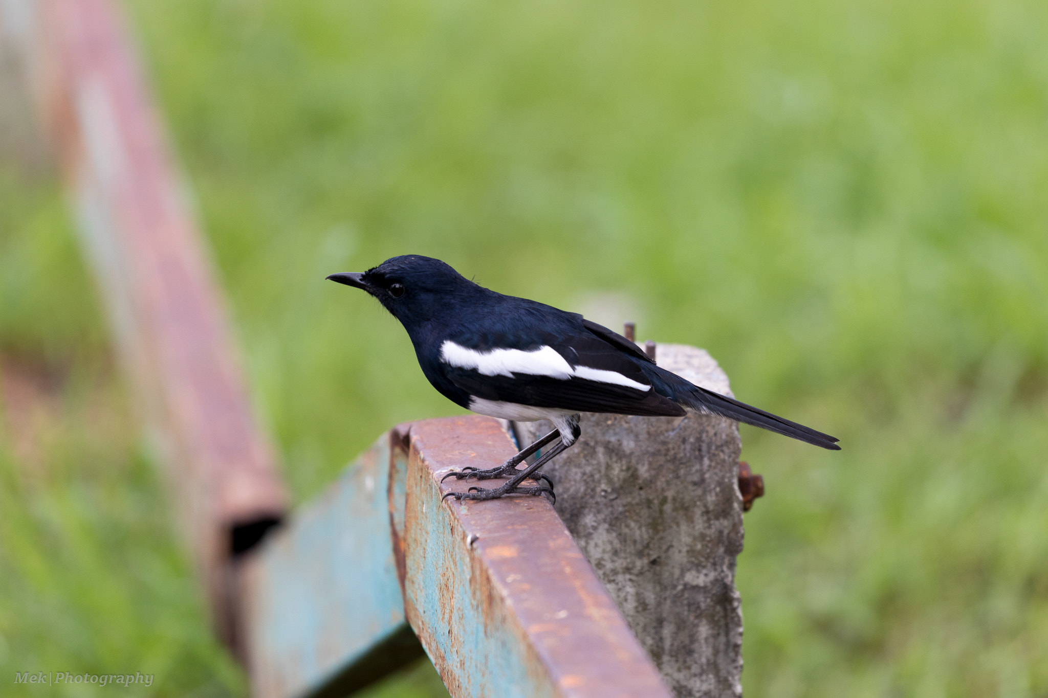 Canon EOS 80D + Canon EF 70-200mm F4L USM sample photo. Oriental magpie robin photography