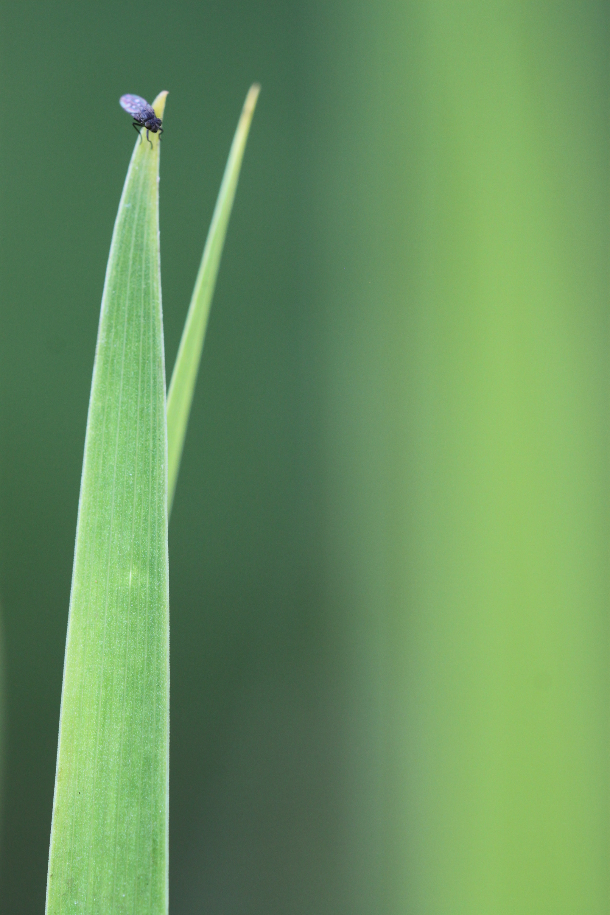 Sigma 150mm f/2.8 EX DG OS HSM APO Macro sample photo. Tiny fly photography