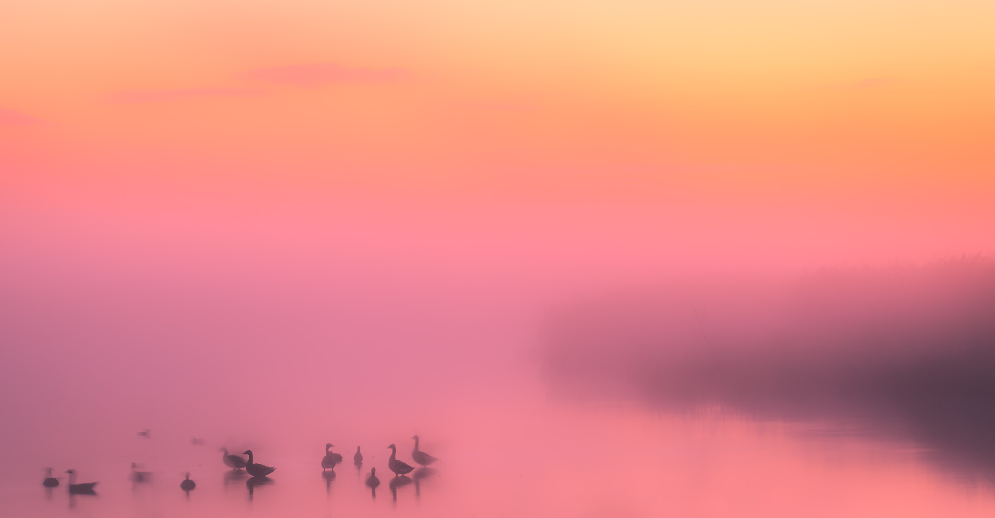 Canon EOS-1D Mark IV sample photo. Dawn geese photography