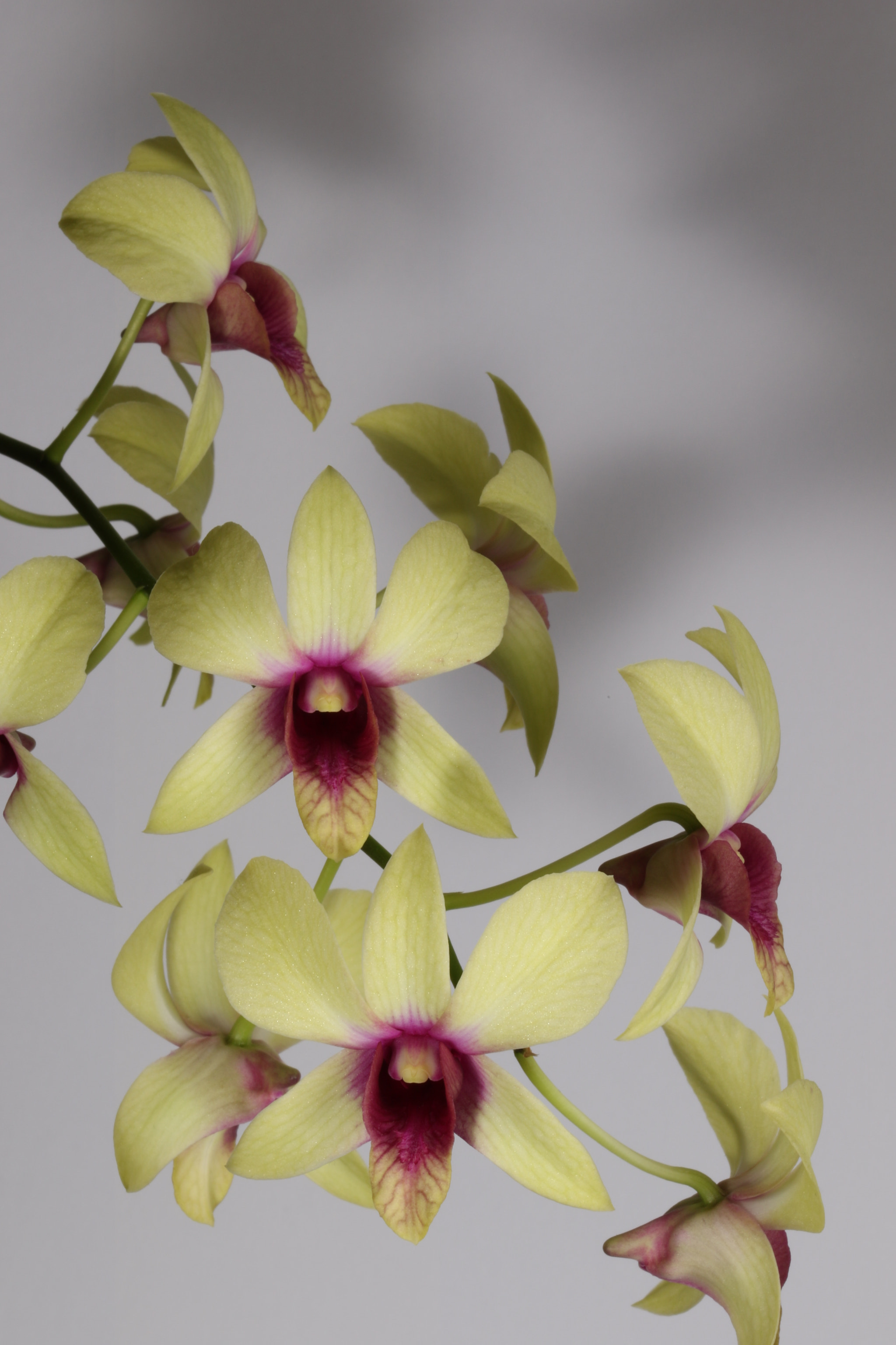 Sigma 105mm F2.8 EX DG OS HSM sample photo. Yellow (2) orhids photography