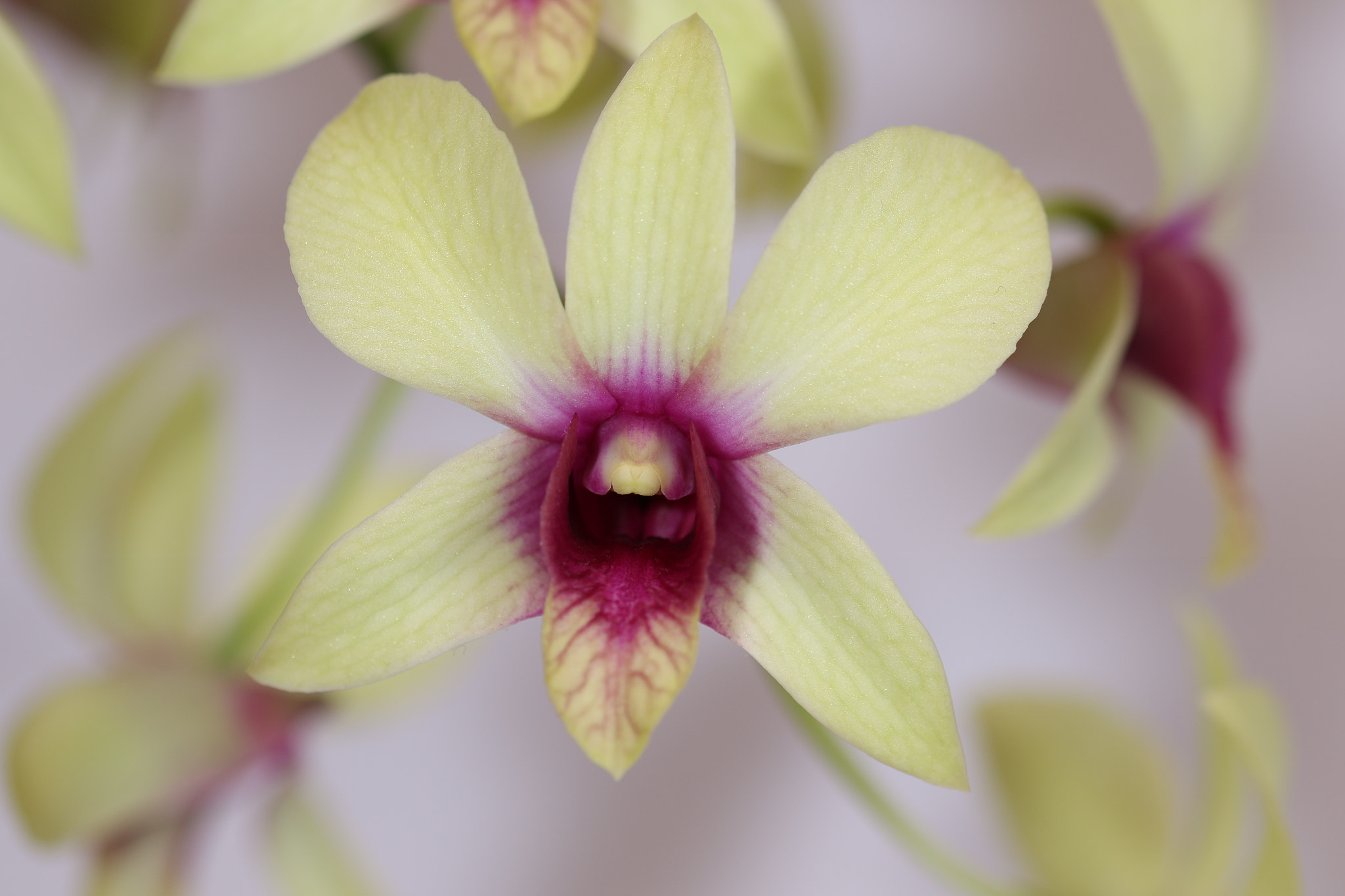Sigma 105mm F2.8 EX DG OS HSM sample photo. Yellow (2) orhids photography