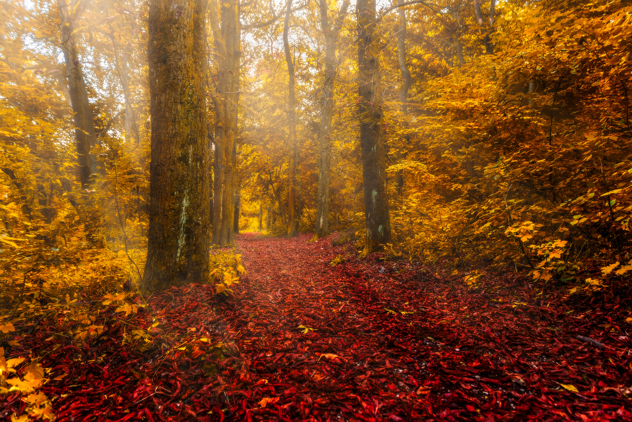 Sigma 24-70mm F2.8 EX DG Macro sample photo. Path to fall photography