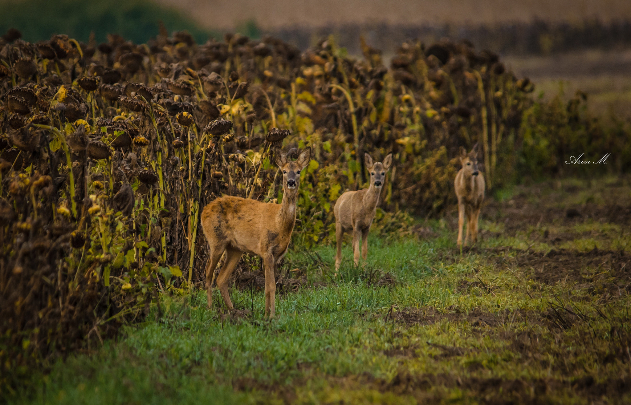 Sigma 150-500mm F5-6.3 DG OS HSM sample photo. Brothers photography