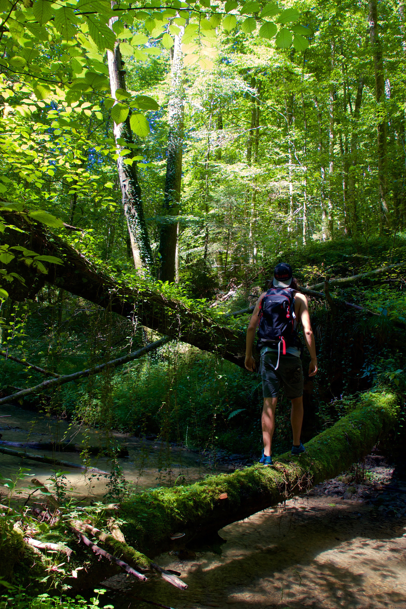 Sigma 18-200mm f/3.5-6.3 DC OS sample photo. Wandern im wald photography