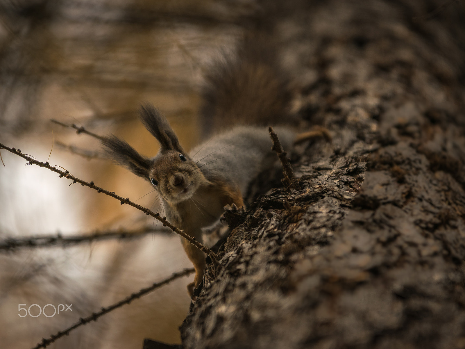 Sigma 70-200mm F2.8 EX DG OS HSM sample photo. Got nuts? photography