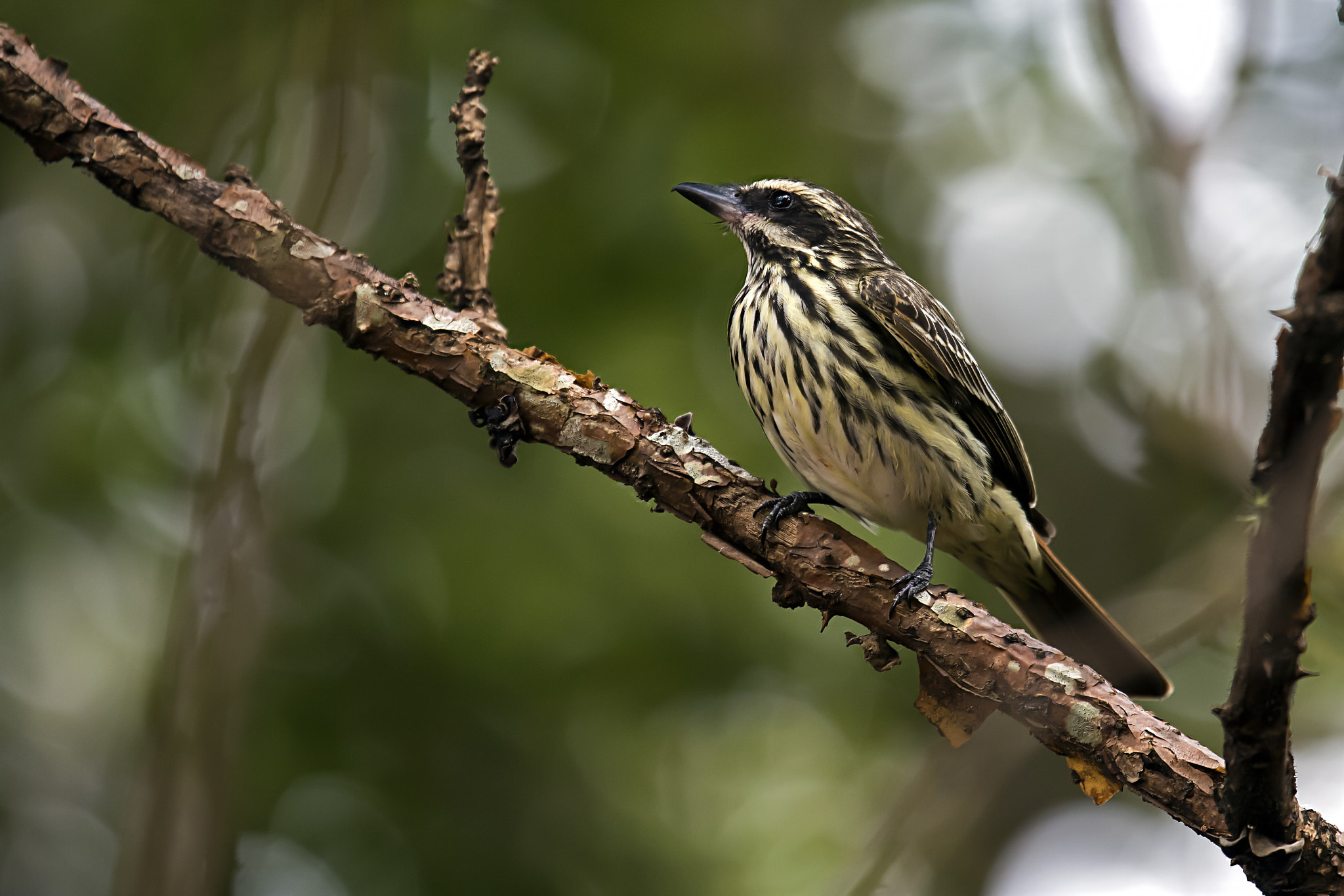 Nikon Nikkor AF-S 300mm F4E PF ED VR sample photo. Jose rondon photography