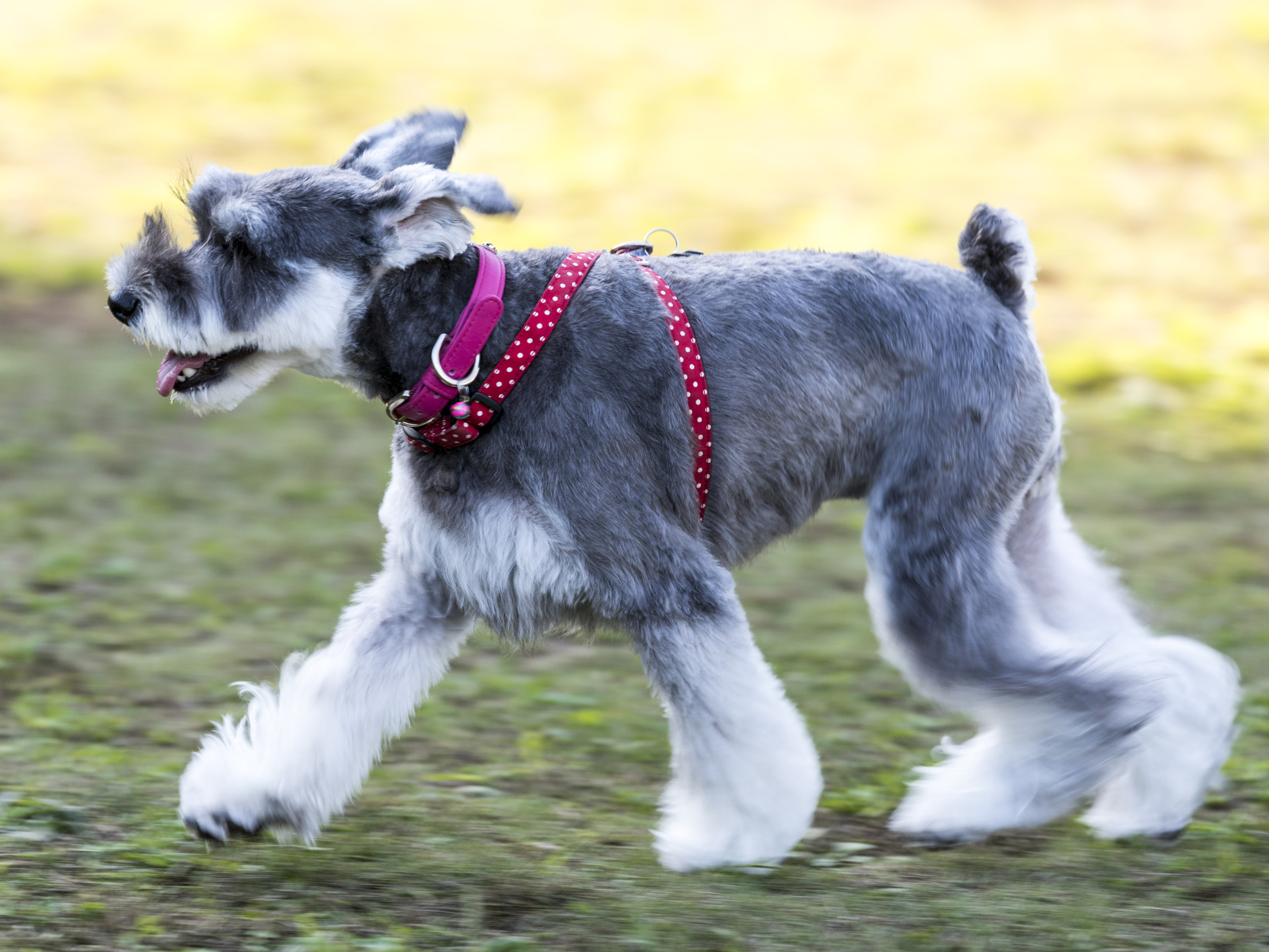 Nikon AF-S Nikkor 400mm F2.8E FL ED VR sample photo. Run run run! photography