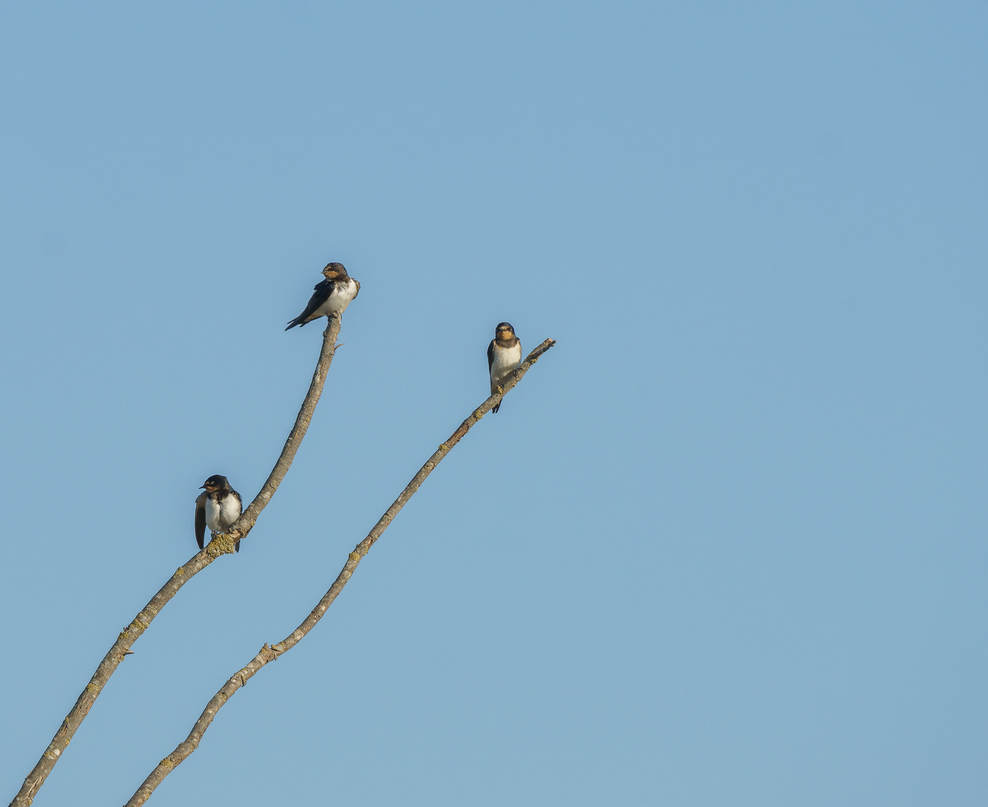 Sony FE 70-300mm F4.5-5.6 G OSS sample photo. Birds sitting on branches photography
