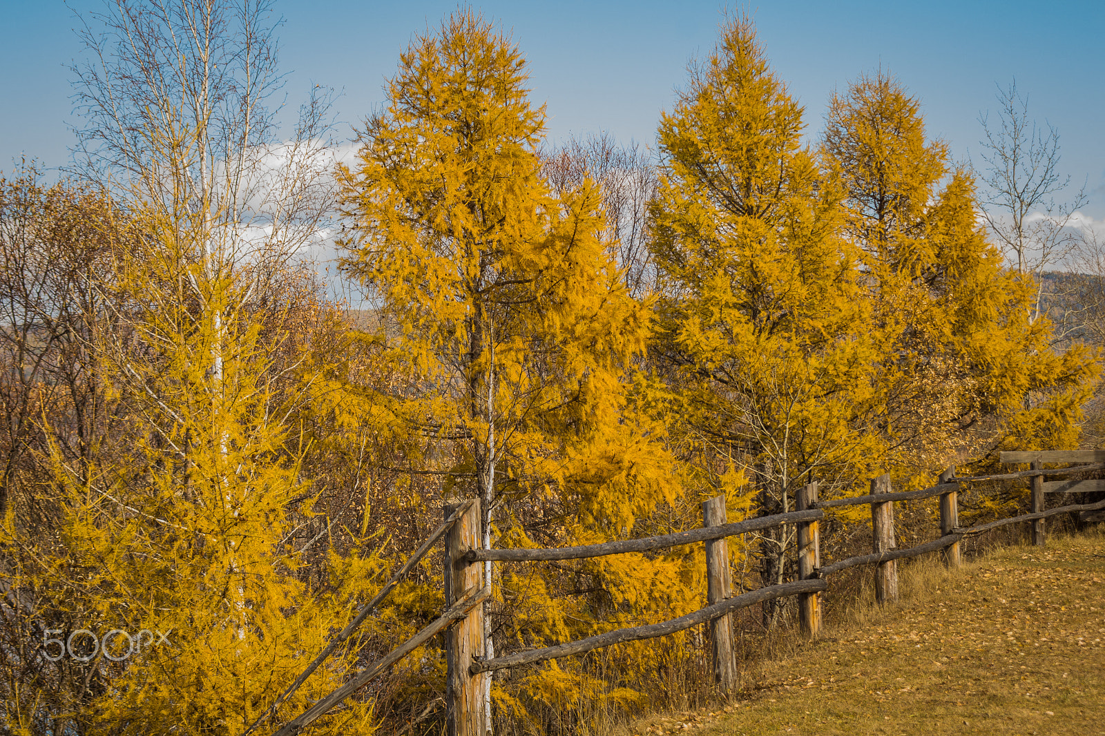 Sony SLT-A77 + Minolta AF 24-85mm F3.5-4.5 [New] sample photo. Золотая осень photography