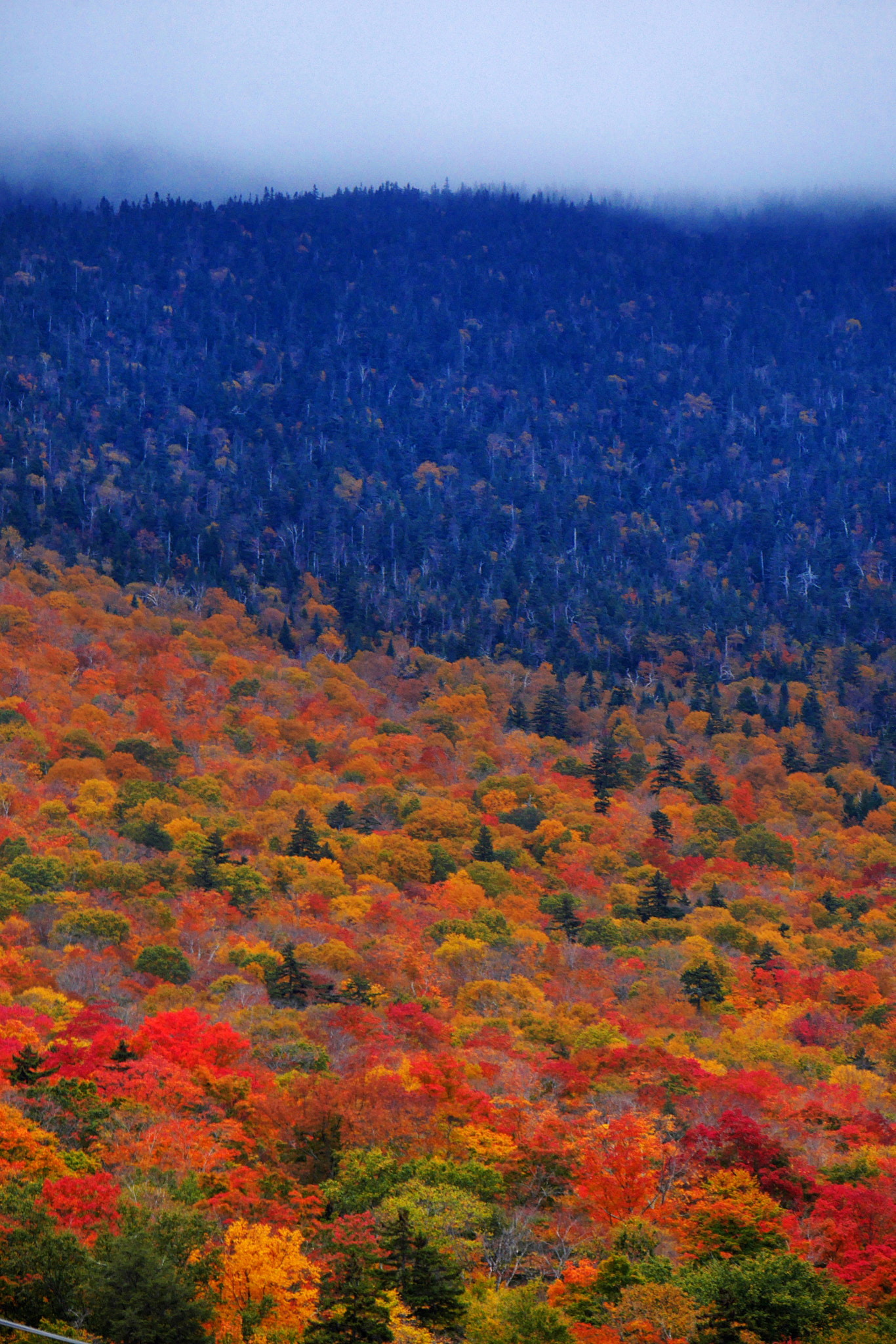 Panasonic Lumix DMC-GX7 sample photo. Autumn colour photography