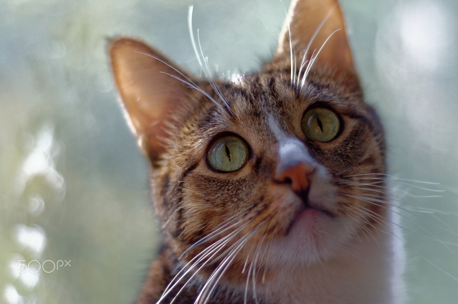 Nikon D40 + Nikon AF Nikkor 50mm F1.8D sample photo. Portrait of a domestic shorthair cat. photography