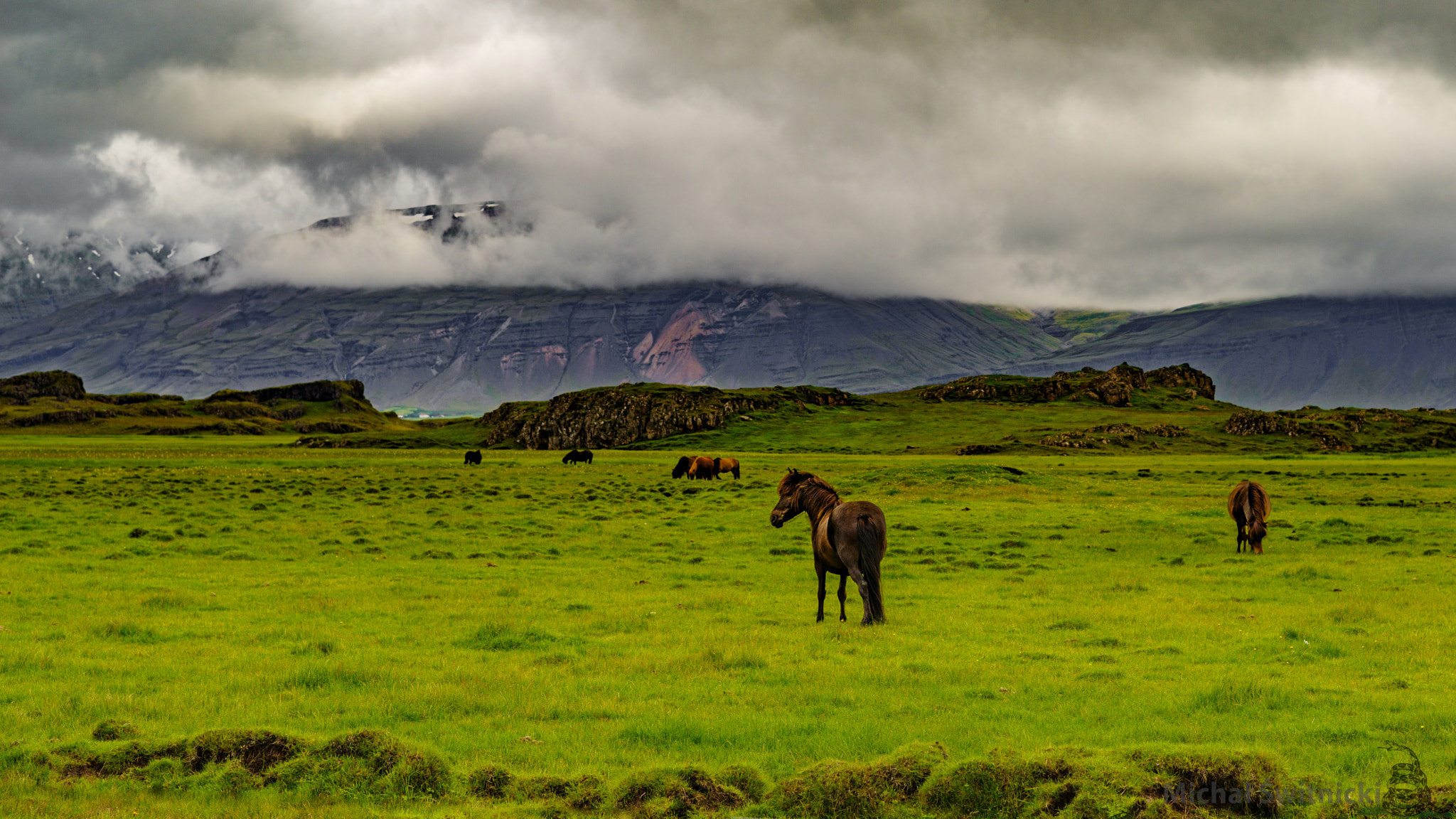 Pentax K-1 sample photo. Icelandic horses at meadow photography