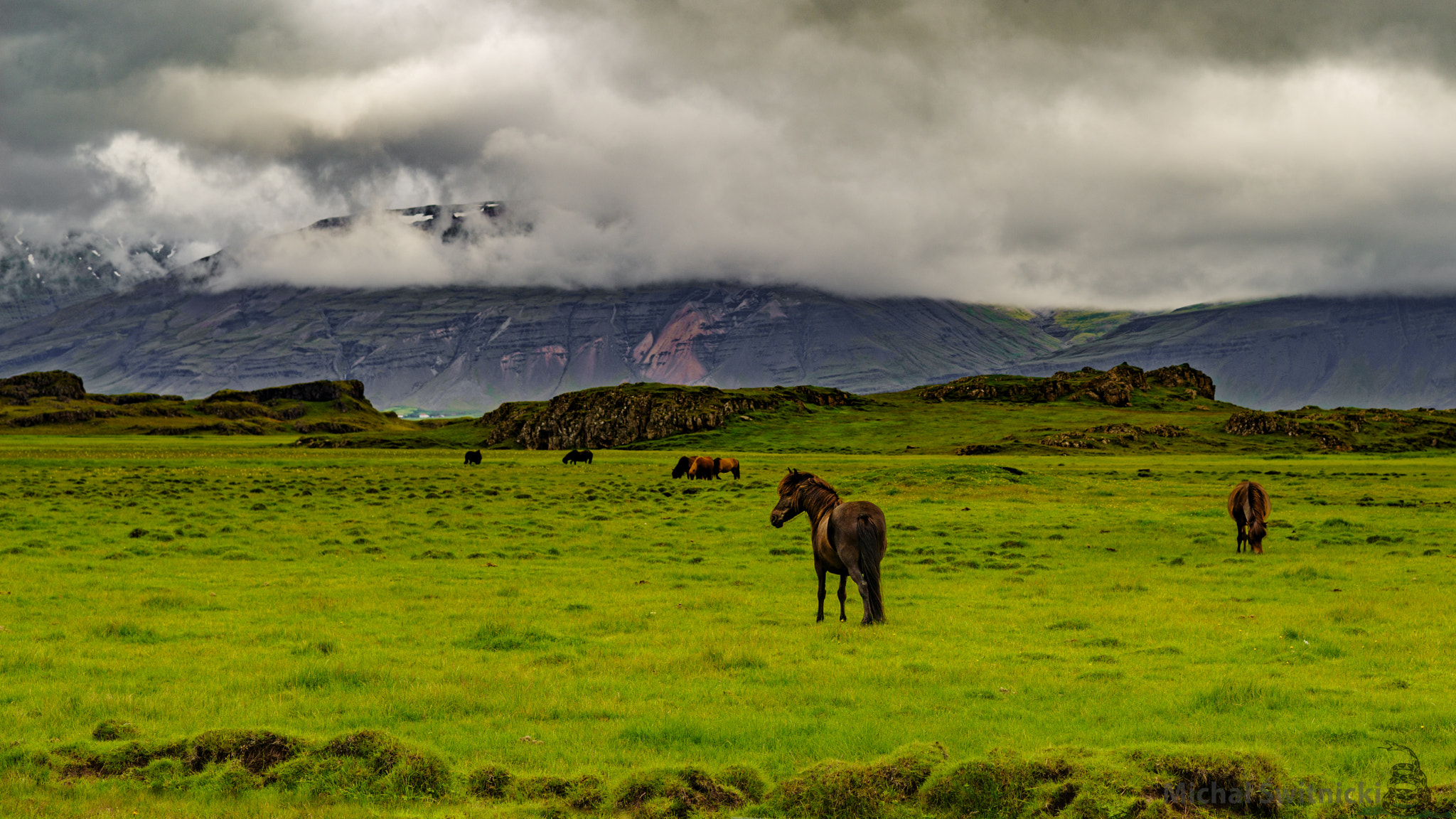 Pentax K-1 + Pentax smc FA 77mm 1.8 Limited sample photo. Icelandic horses at meadow photography