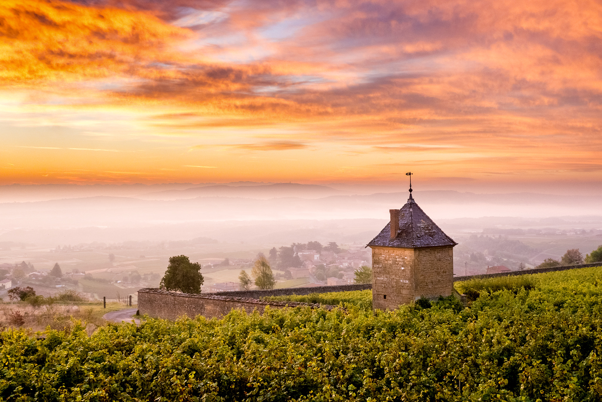 Panasonic Lumix DMC-GX1 sample photo. Vineyard at sunrise photography