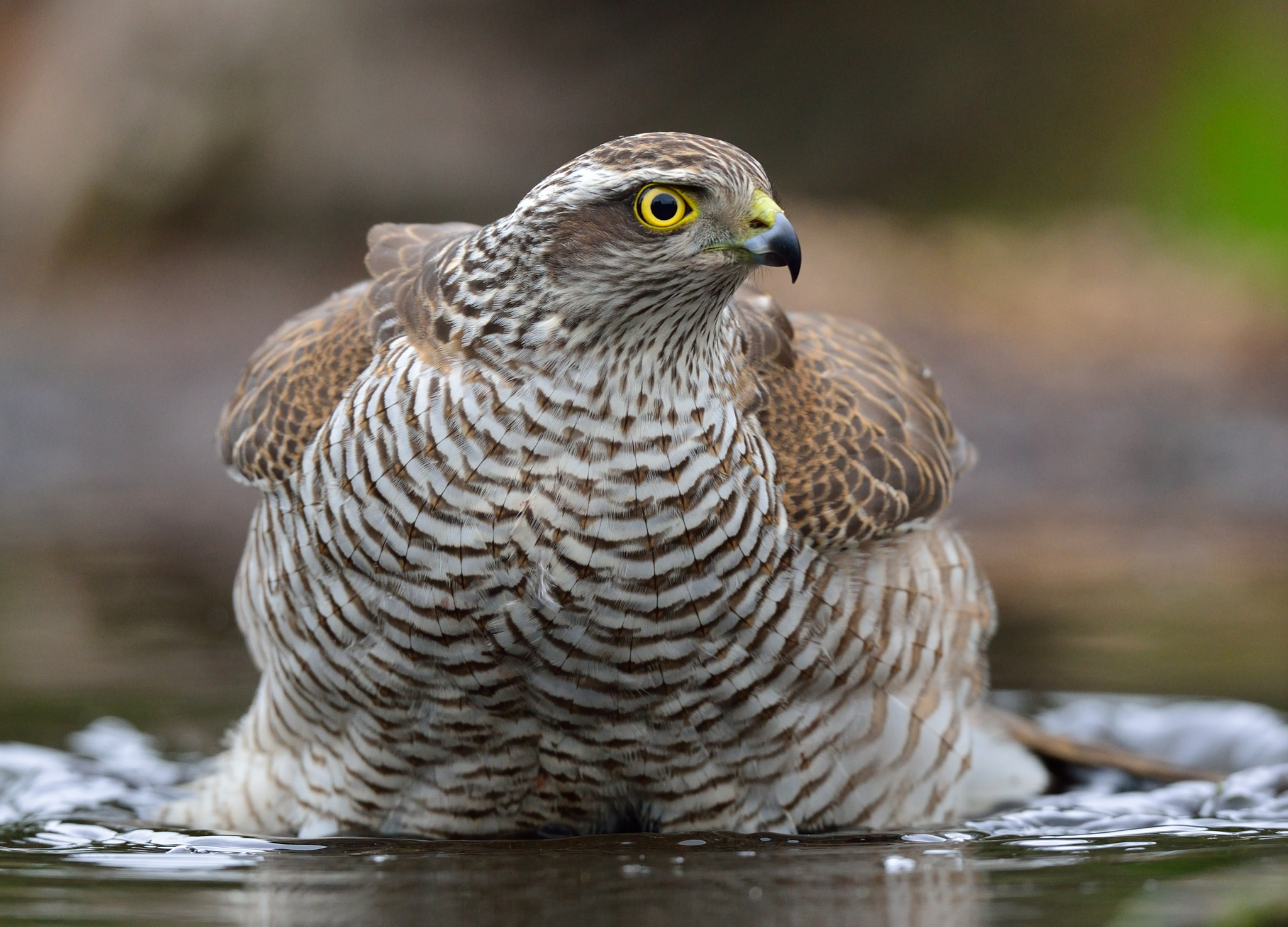 Nikon D600 + Nikon AF-S Nikkor 500mm F4G ED VR sample photo. Sperwer photography
