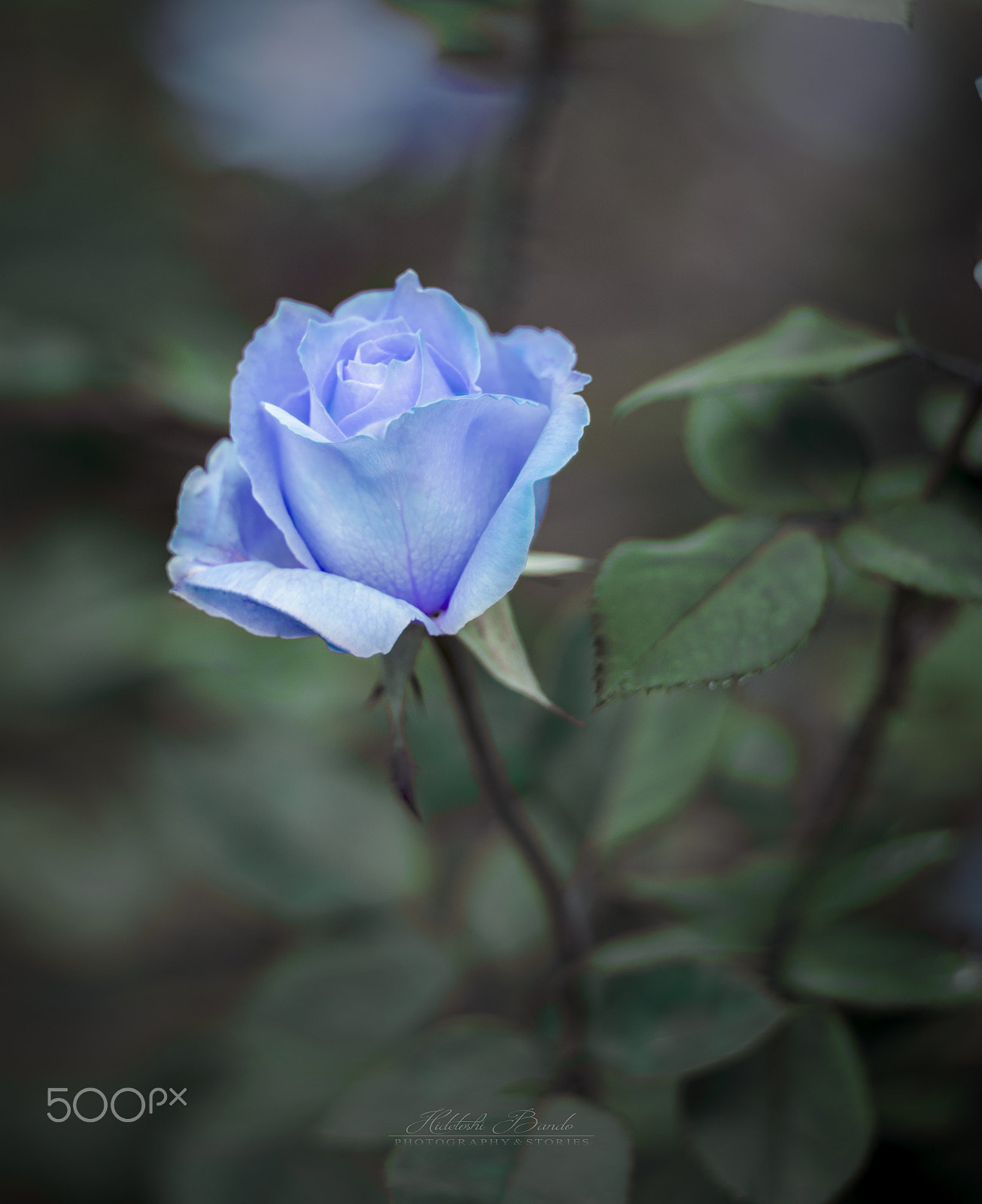 Pentax smc FA 77mm 1.8 Limited sample photo. Lay of fortune photography