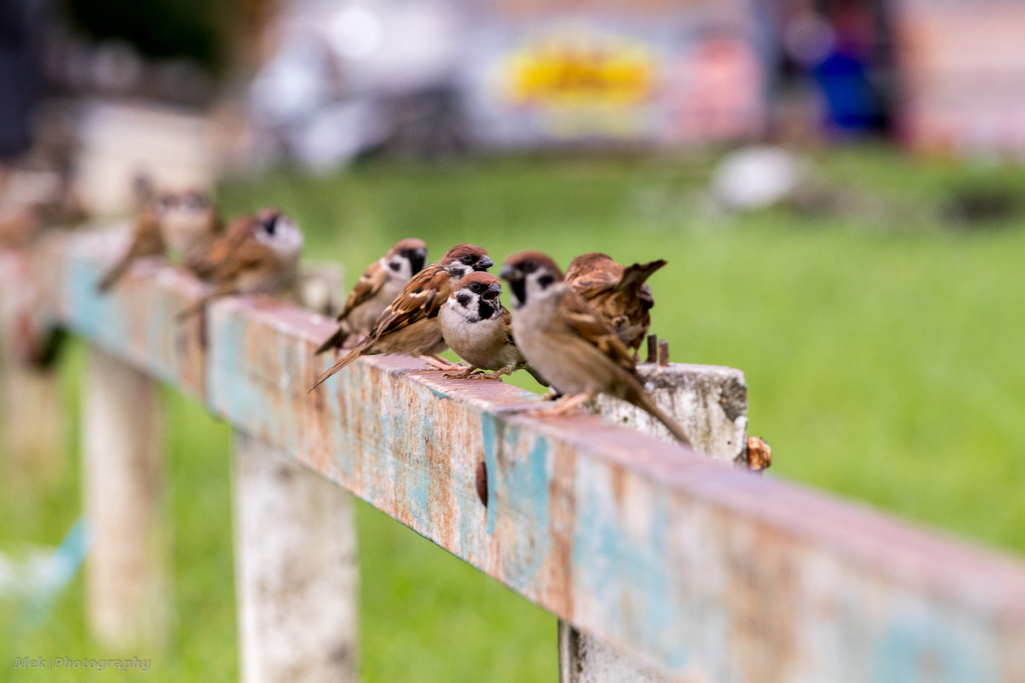 Canon EOS 80D + Canon EF 70-200mm F4L USM sample photo. Yelling bird photography