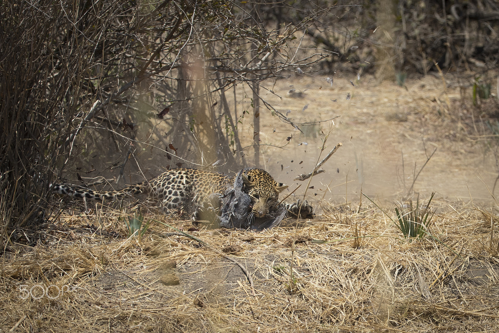 Canon EOS-1D X Mark II + Canon EF 200-400mm F4L IS USM Extender 1.4x sample photo. Take down photography