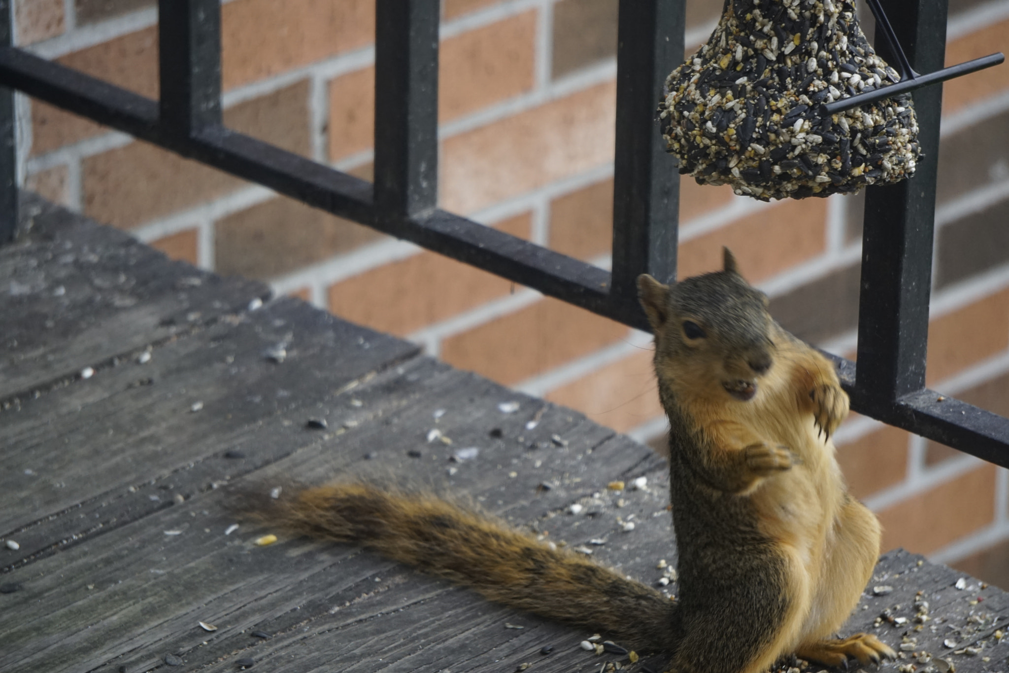 Sony FE 24-240mm F3.5-6.3 OSS sample photo. What are you looking at? photography