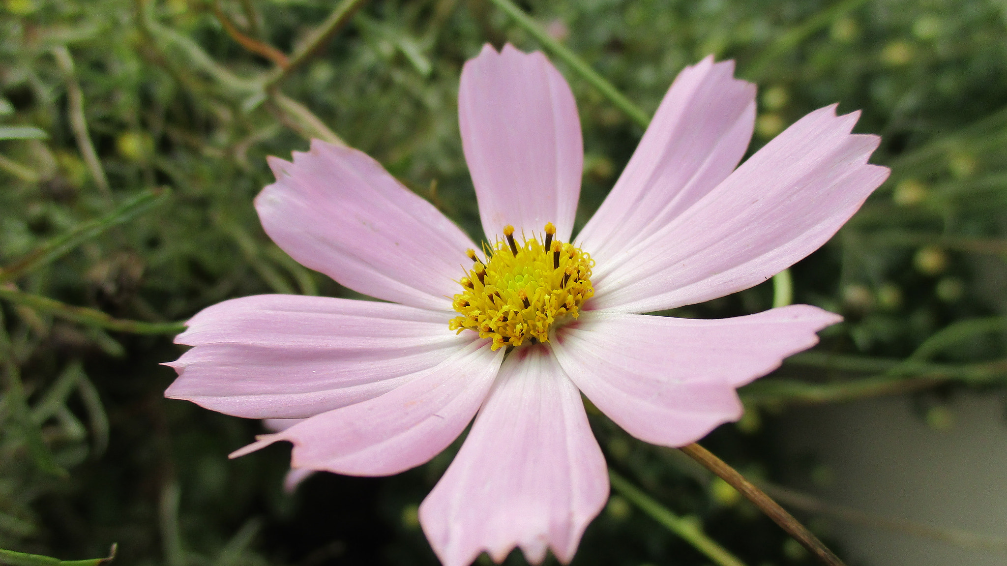 Canon IXUS 165 (IXY 160) sample photo. Beautiful purple photography