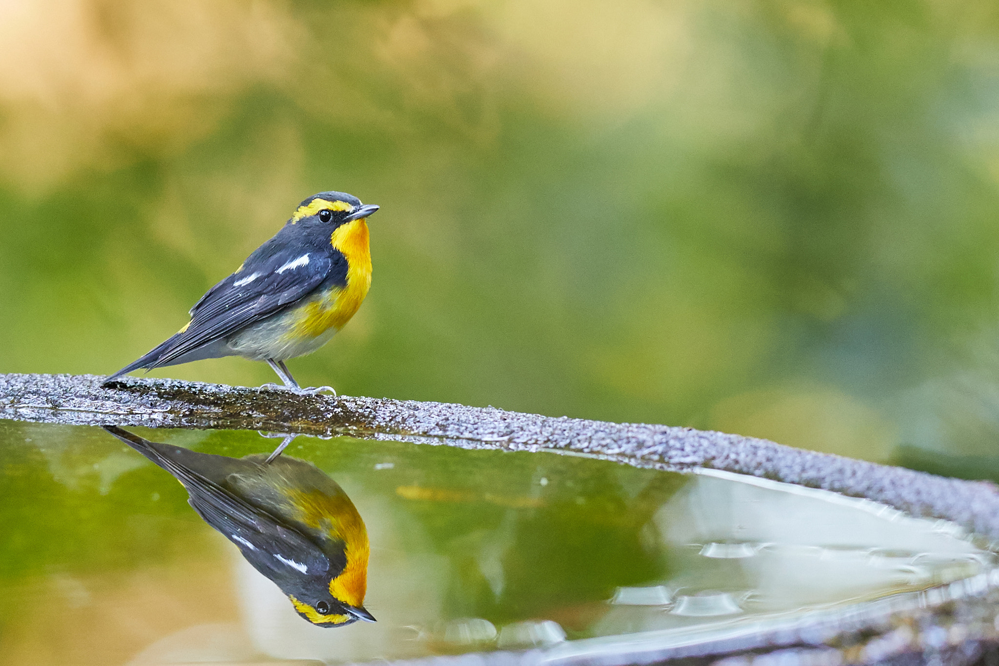 Canon EF 400mm F2.8L IS II USM sample photo. Birds in the mirror photography