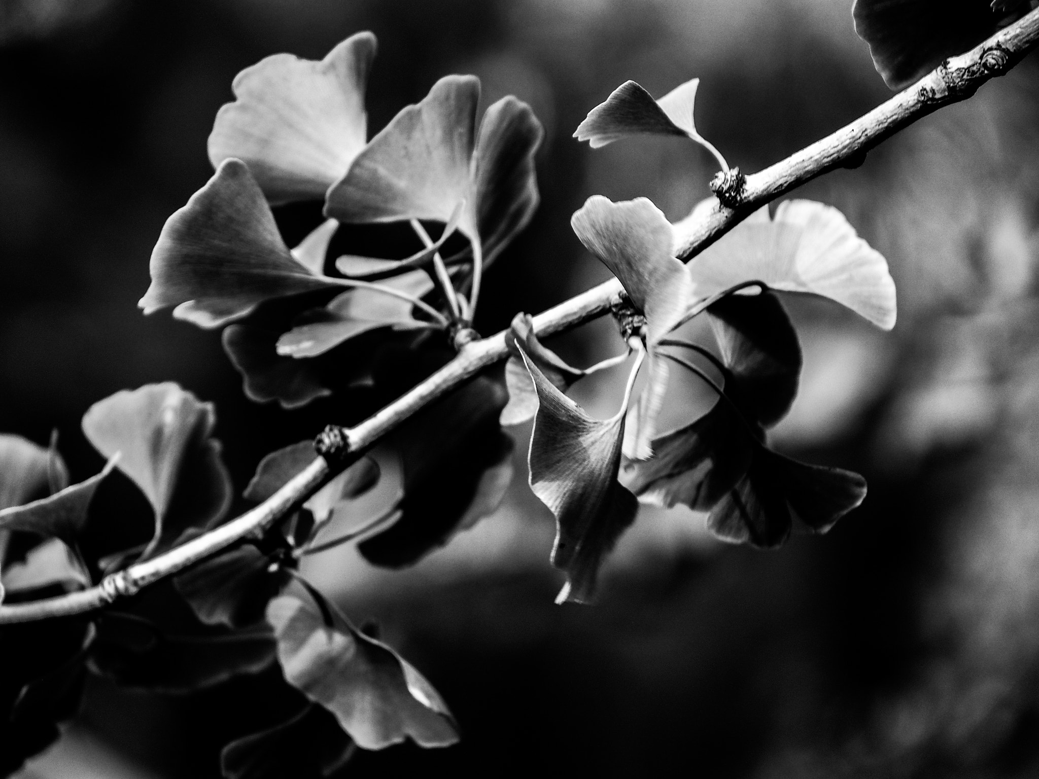 Olympus OM-D E-M5 sample photo. Ginkgo photography