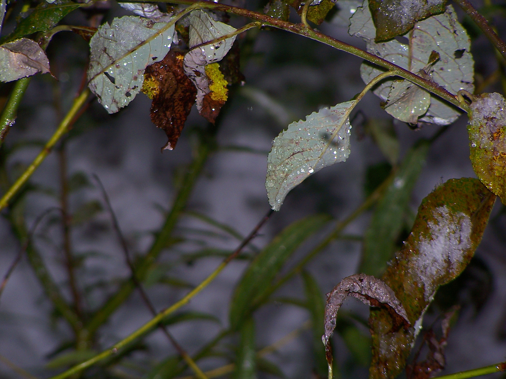 Kodak DX7590 ZOOM DIGITAL CAMERA sample photo. First snow ... photography