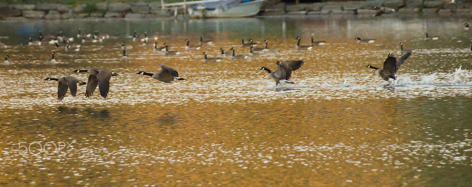 Canon EOS 550D (EOS Rebel T2i / EOS Kiss X4) sample photo. Come fly with me photography