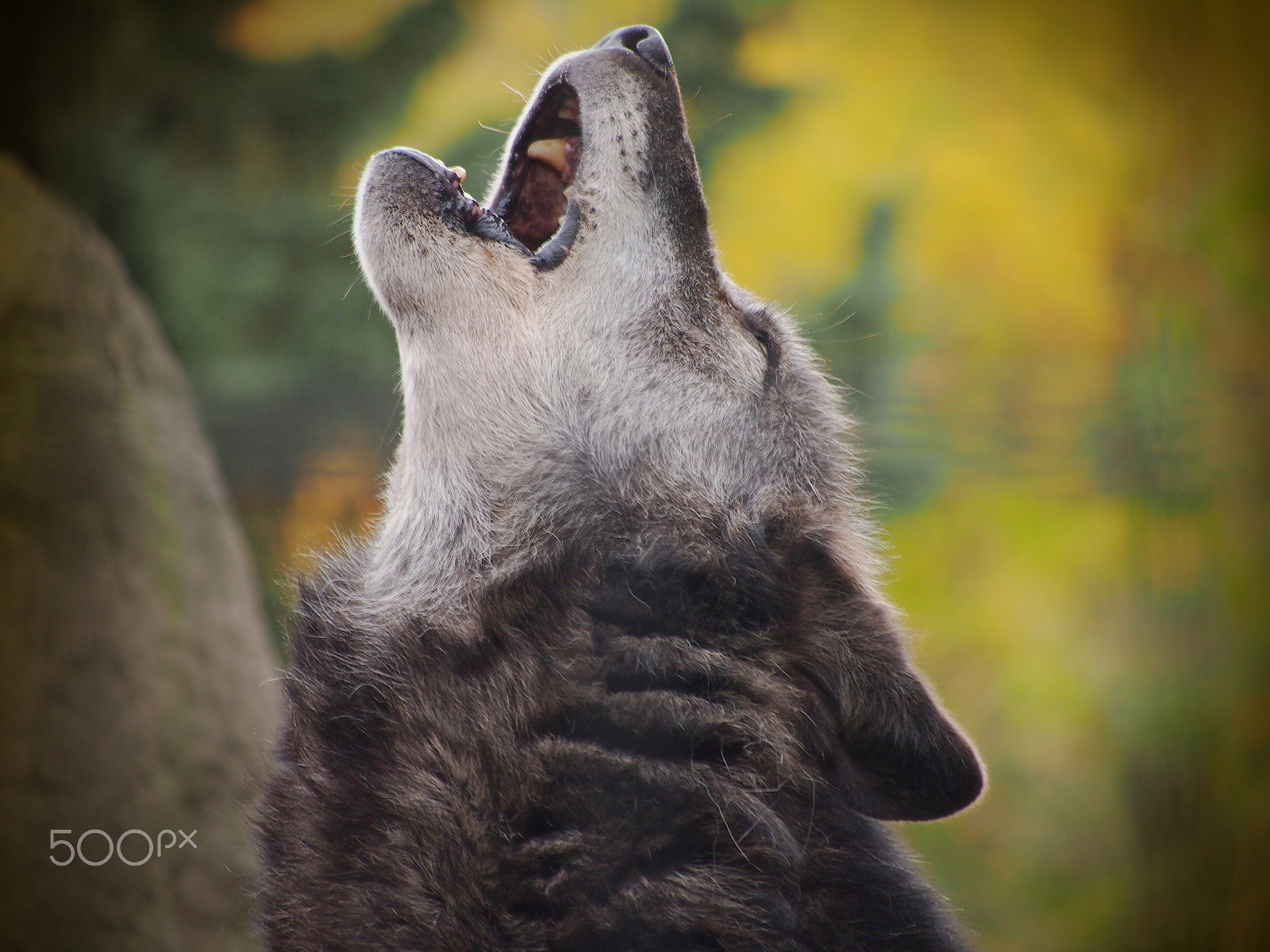 Olympus PEN E-PM1 + Panasonic Lumix G Vario 45-200mm F4-5.6 OIS sample photo. Howling photography