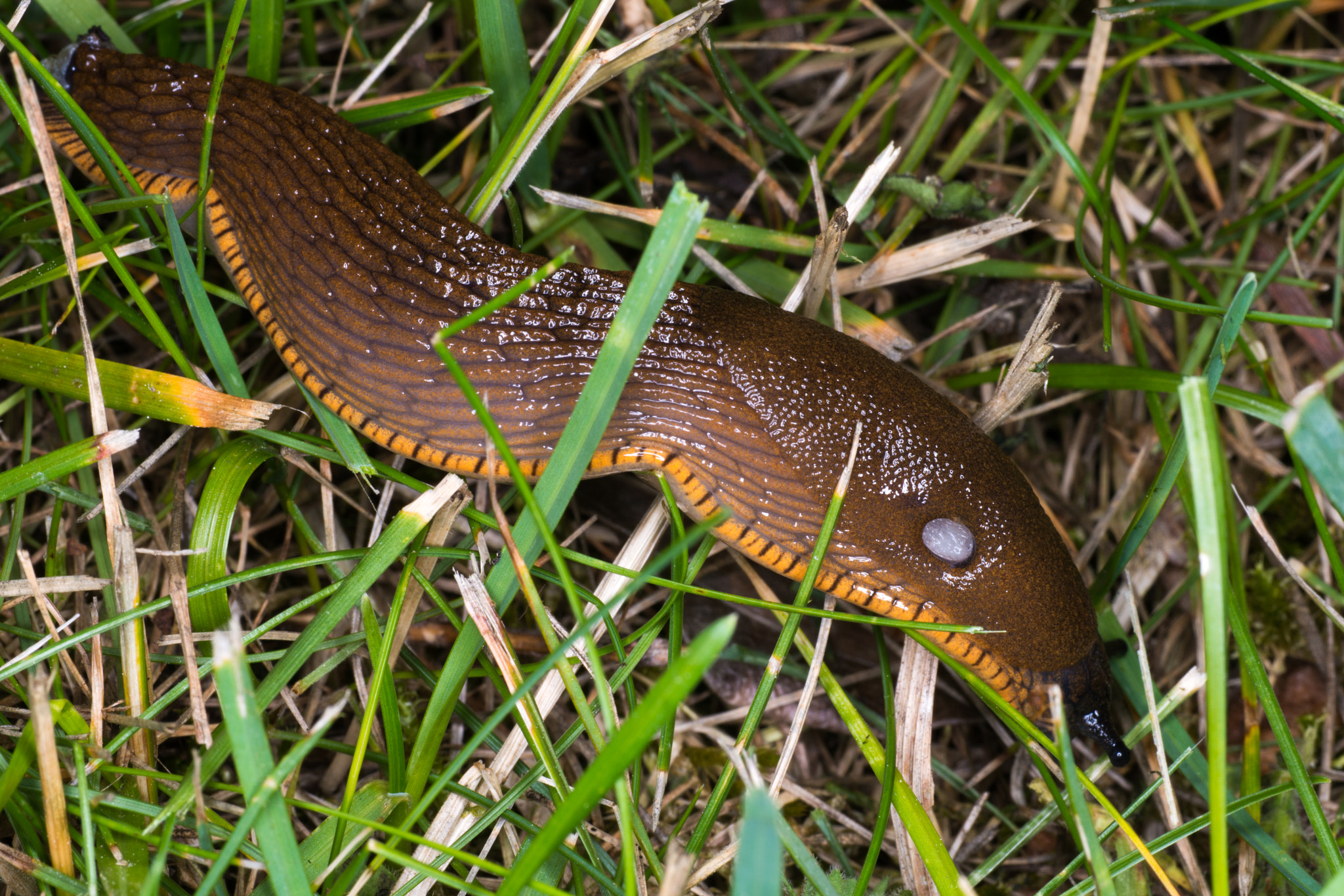 Sigma 70mm F2.8 EX DG Macro sample photo. Spanish slug photography