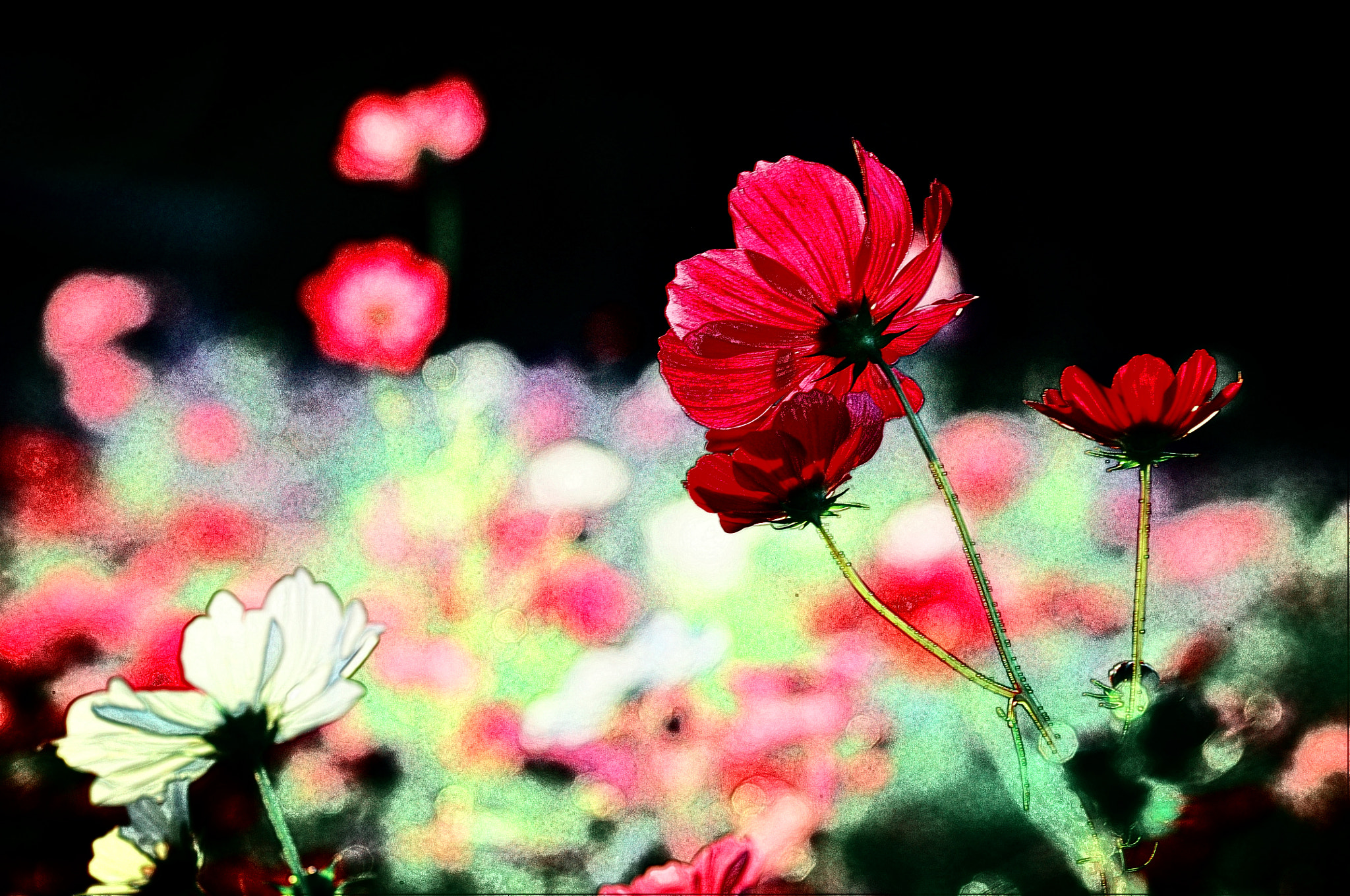 Sigma 70-200mm F2.8 EX DG OS HSM sample photo. Flower photography